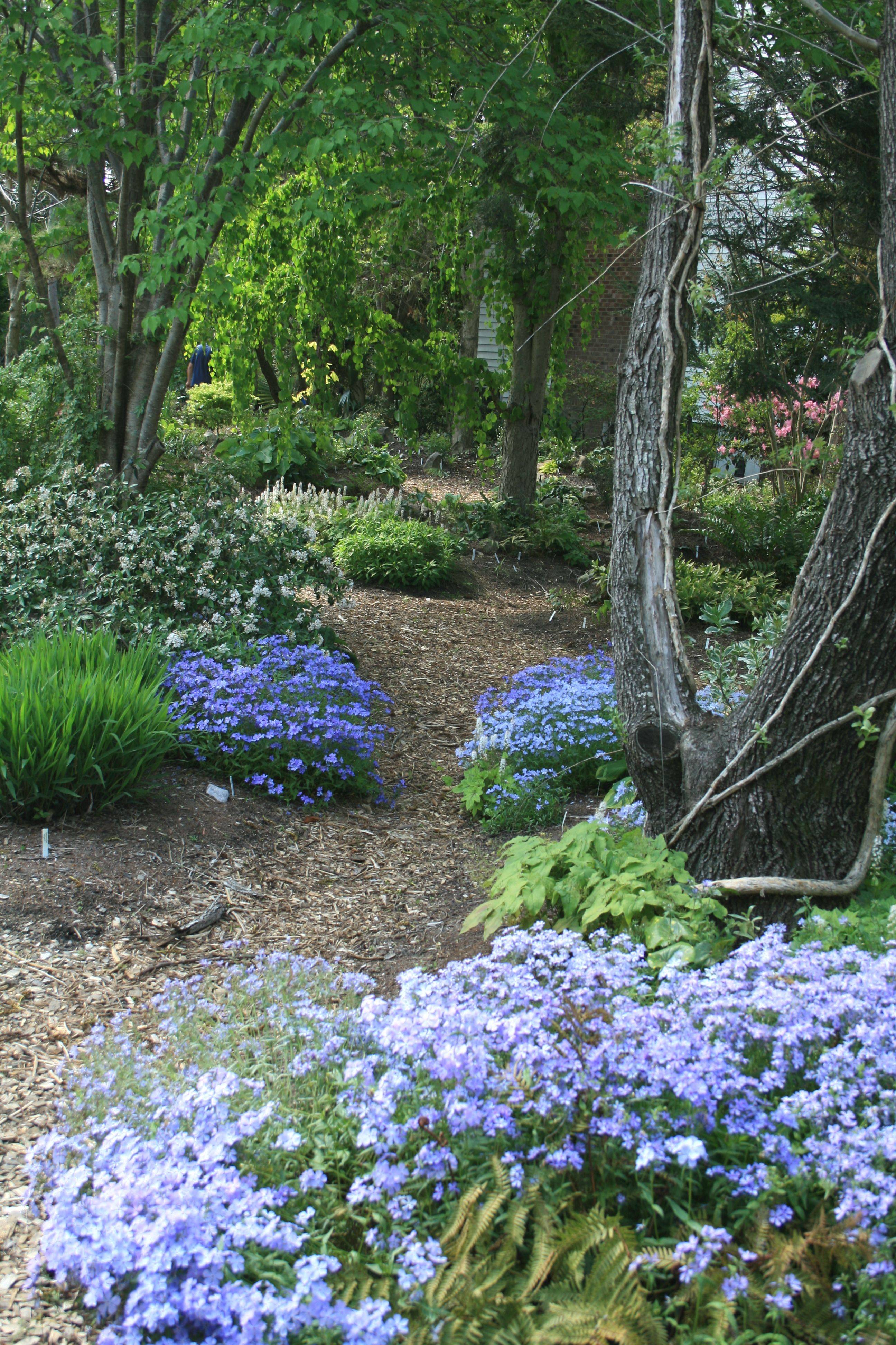 The Hosta Border Outdoorpatios Shade Garden Plants Backyard