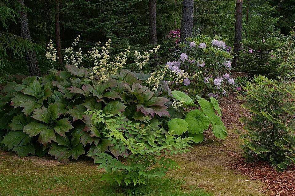 Shade Garden Plants