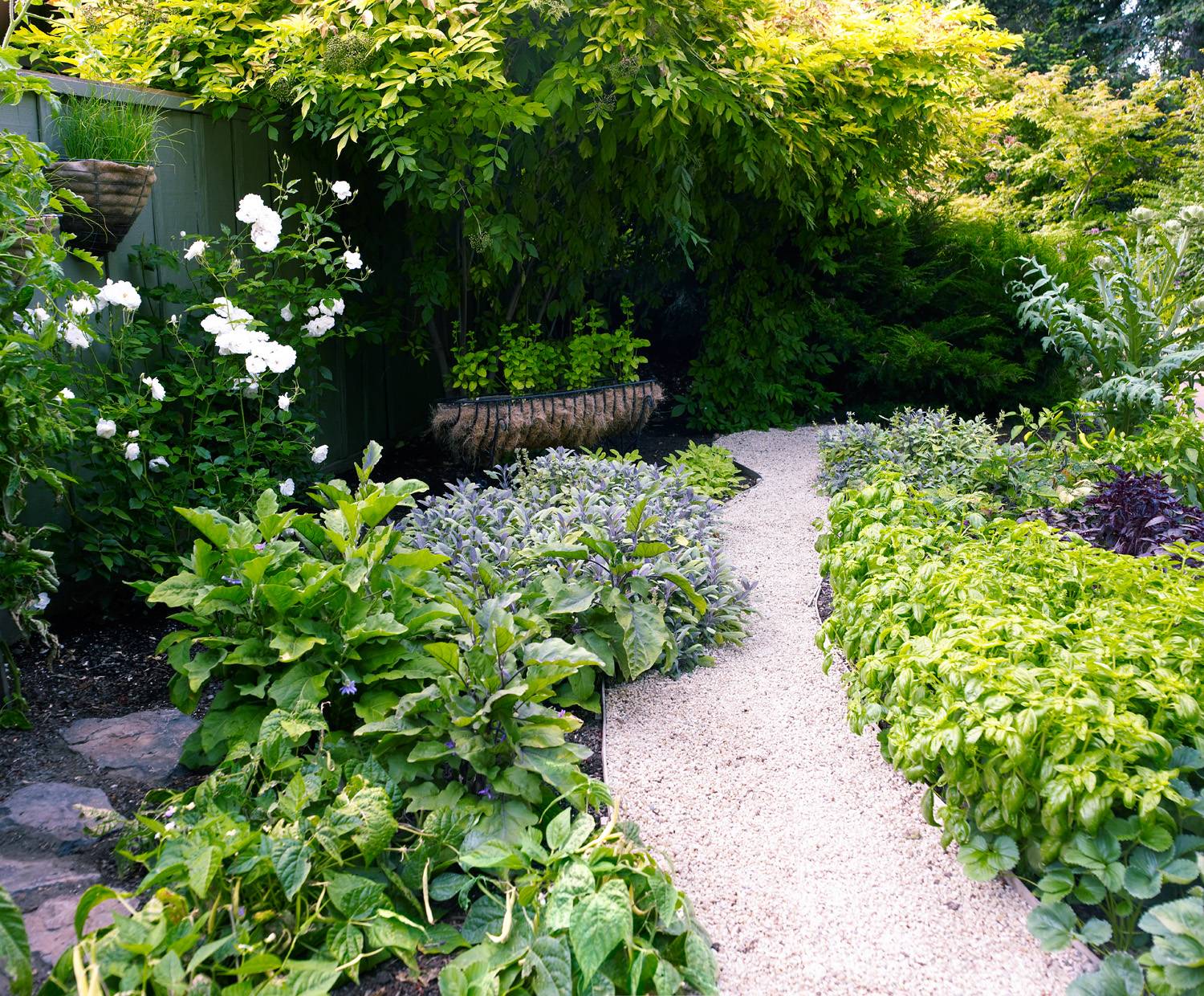 Herbaceous Borders Taylor Tripp