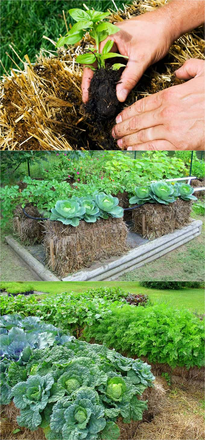 Best Diy Raised Bed Garden Ideas