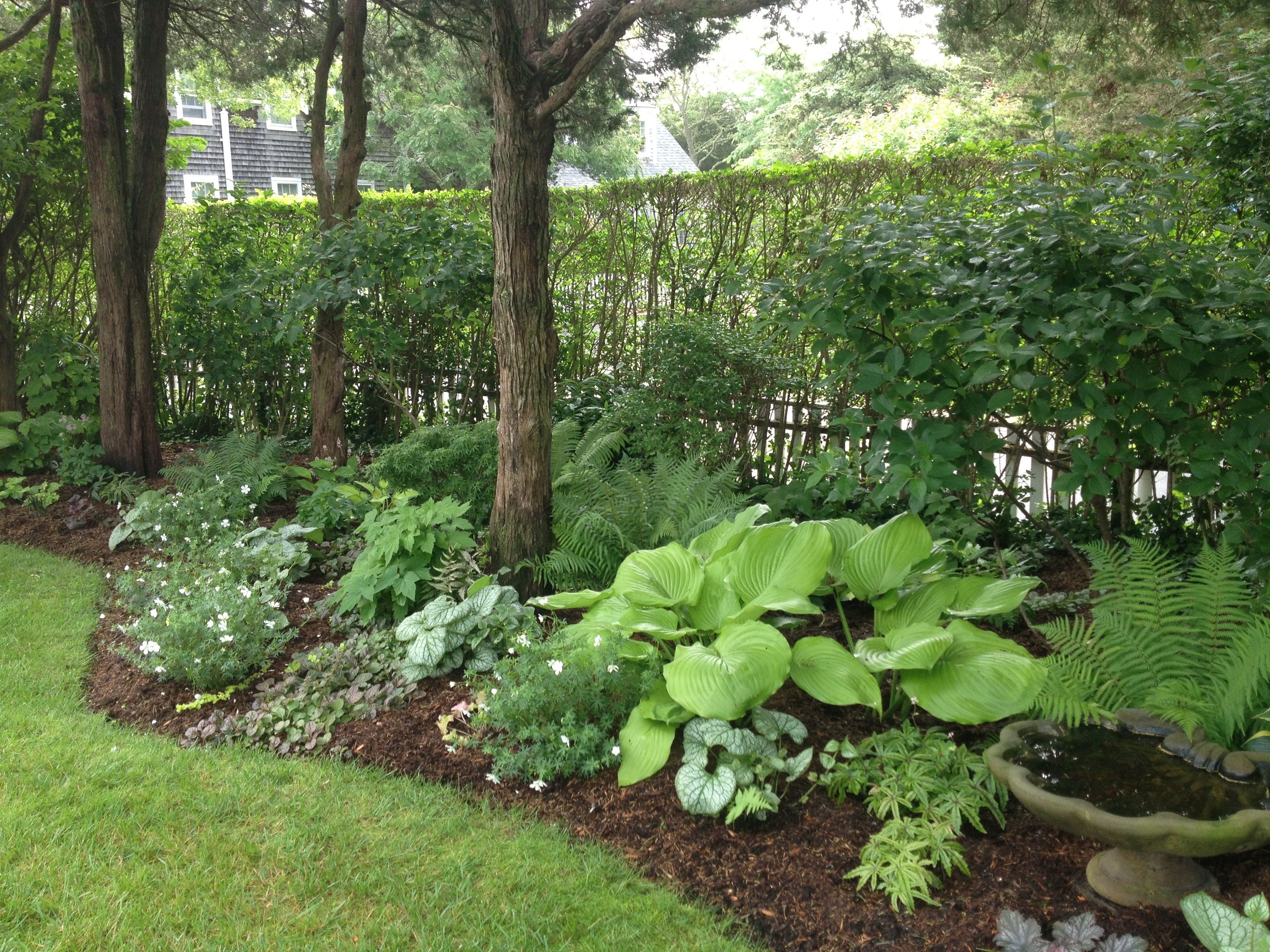 A Shady Landscape Shade Garden Design