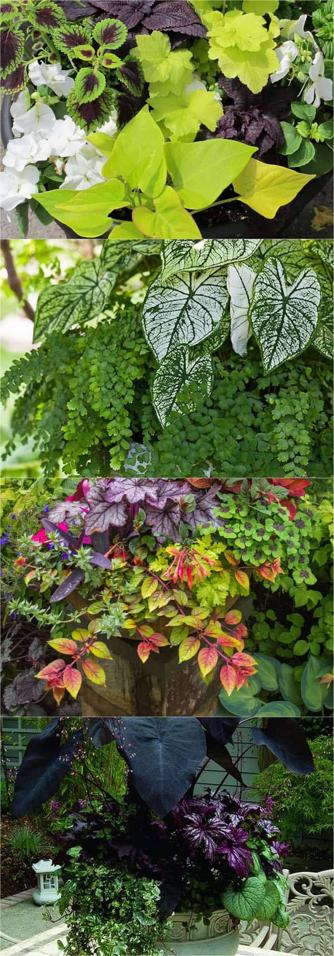 Colorful Garden Ideas