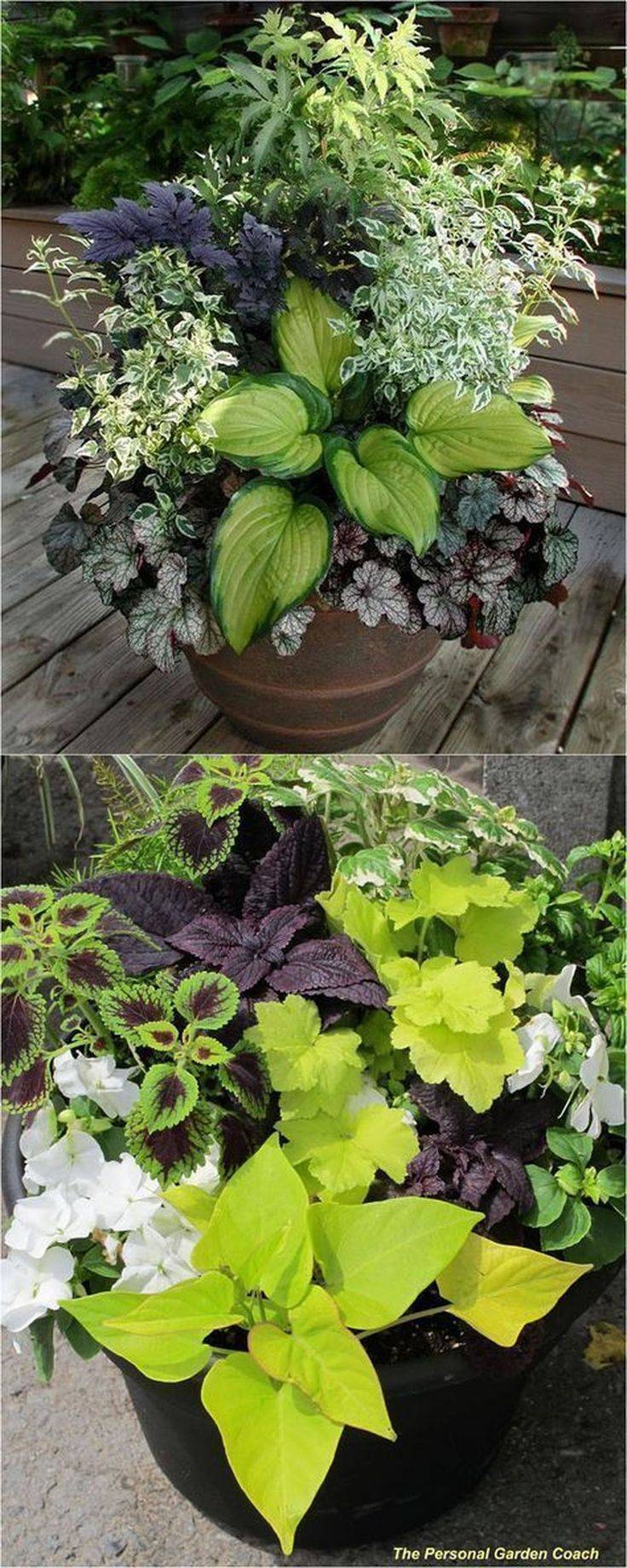 Colorful Garden Plants