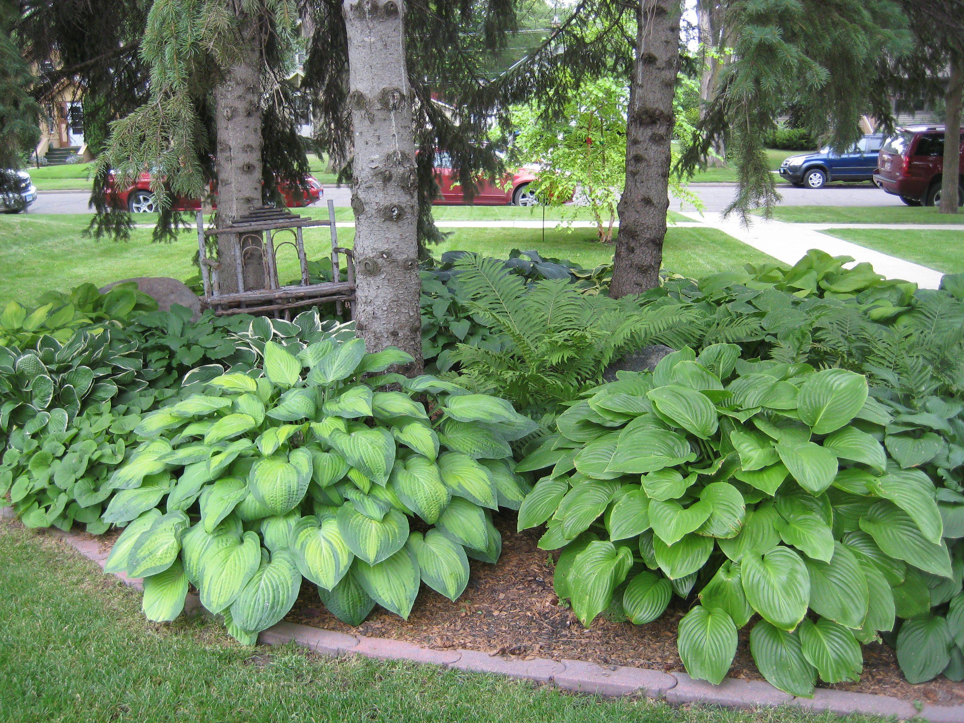 Hosta Garden Hosta Gardens