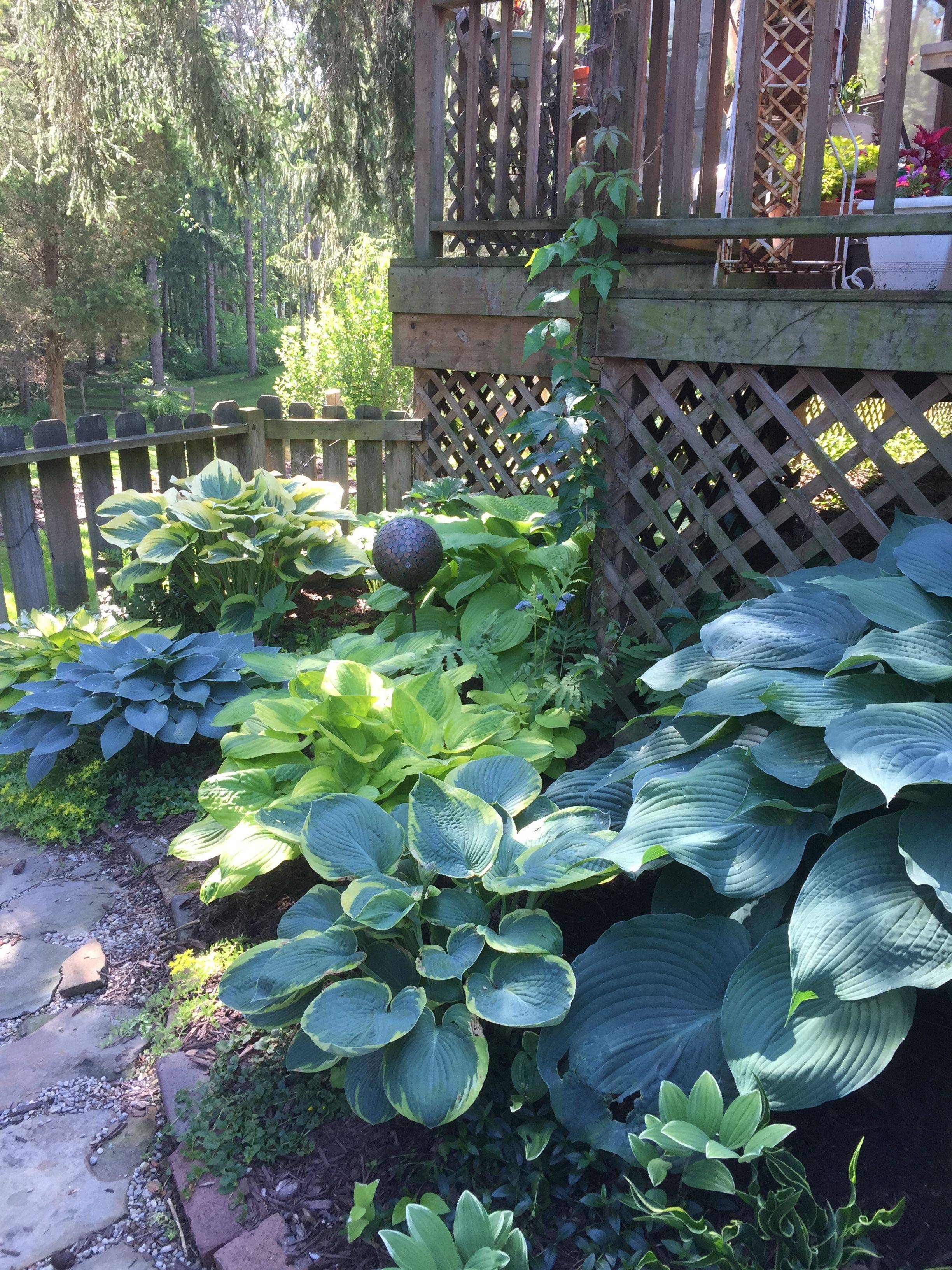 Hosta Garden Hosta Gardens