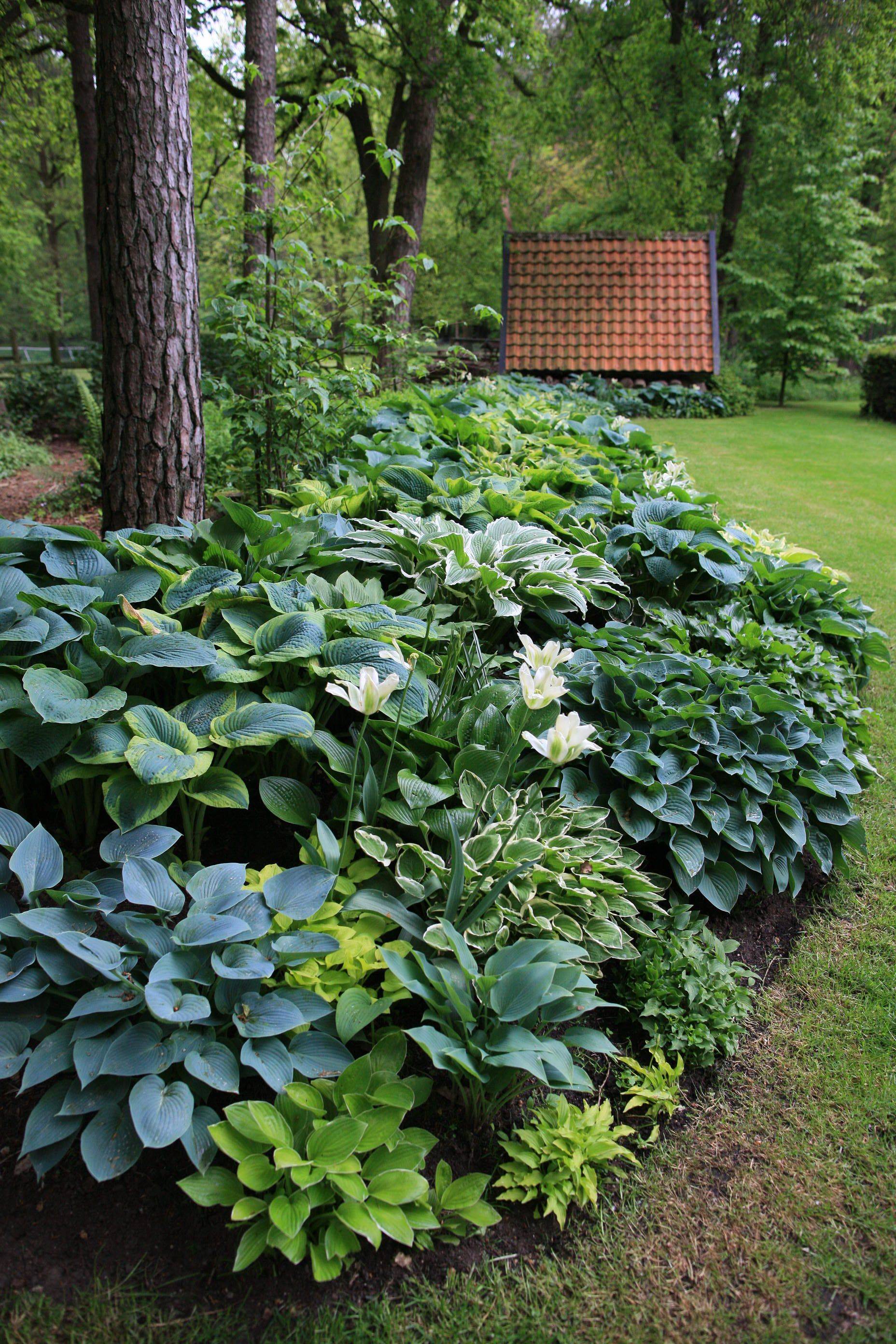 Hosta Garden