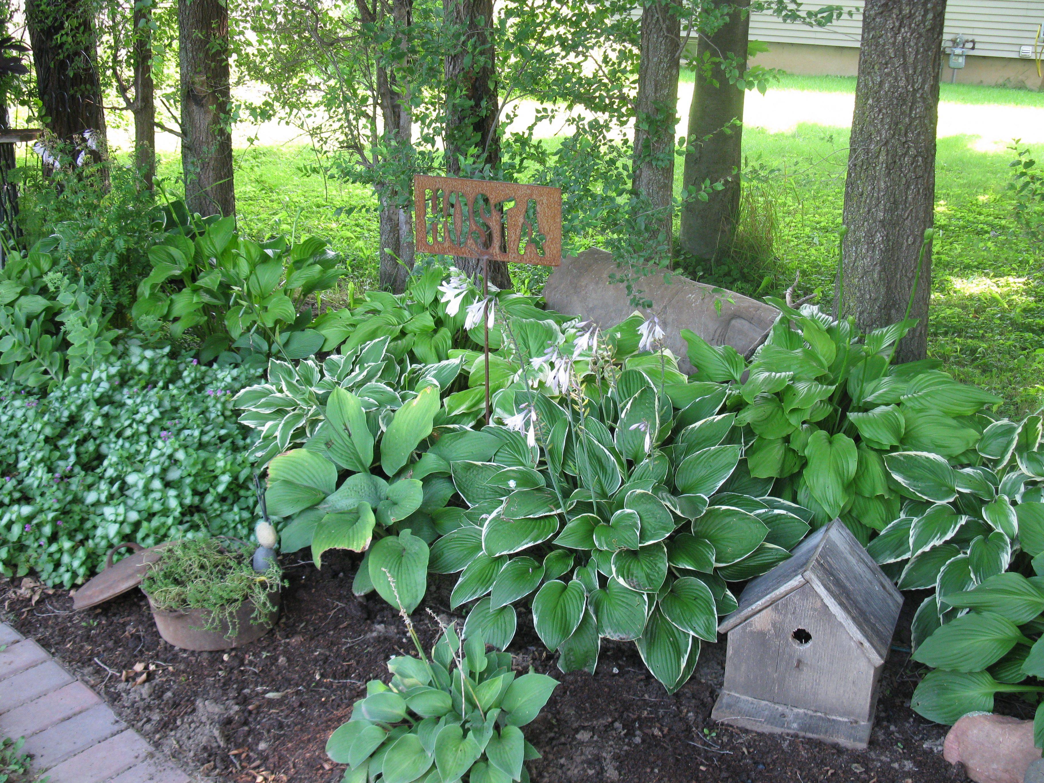 White Impatiens