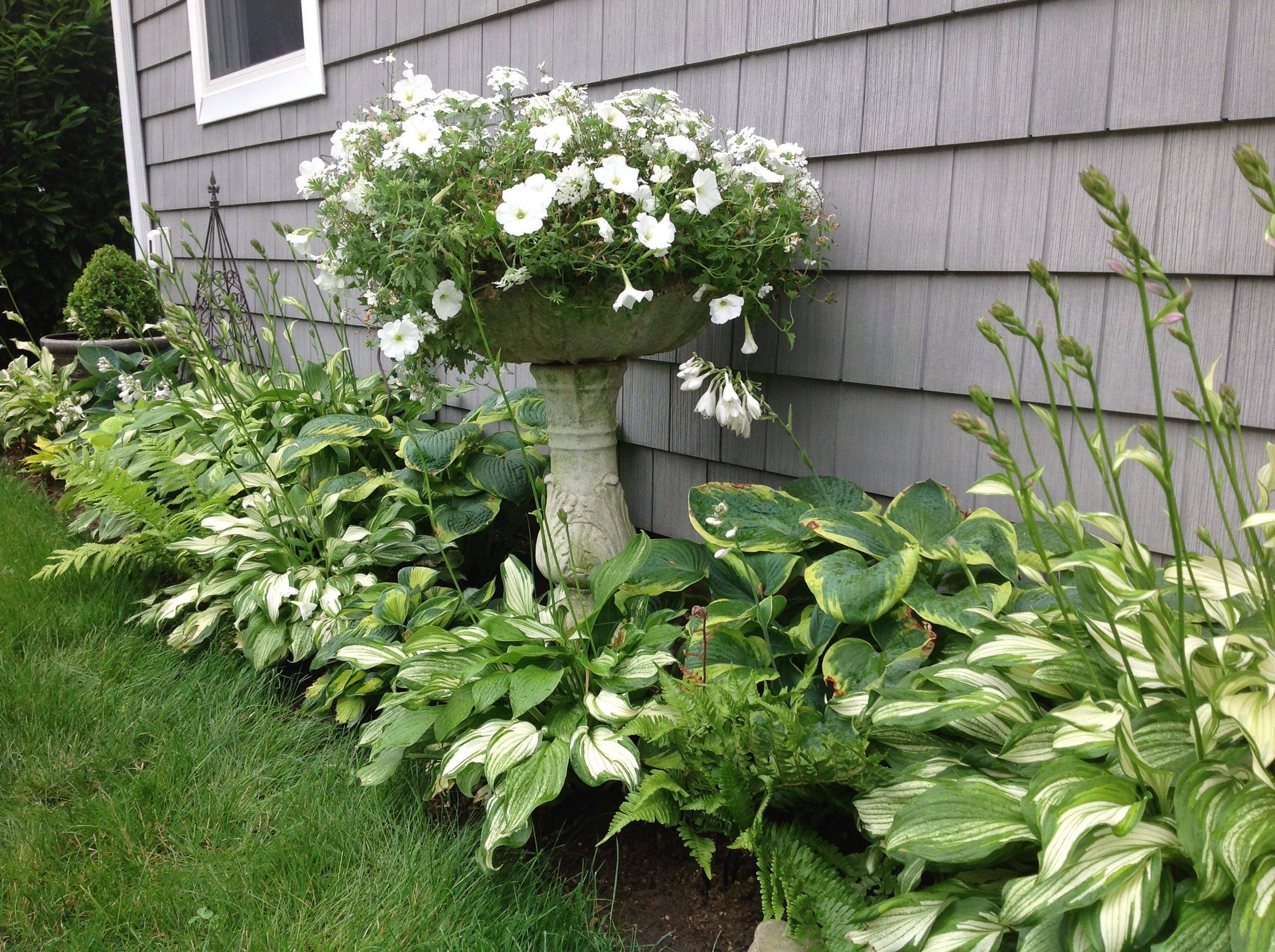 The Hosta Border Shade Garden Plants