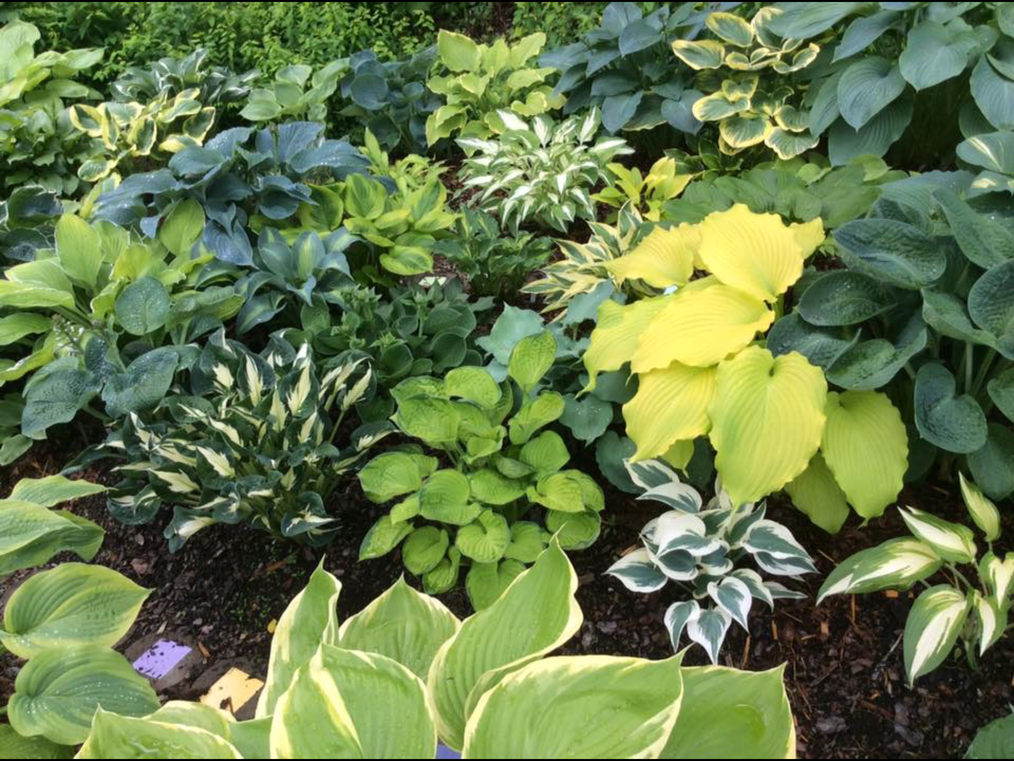 Wonderful Hosta Garden Ideas Design Ideas