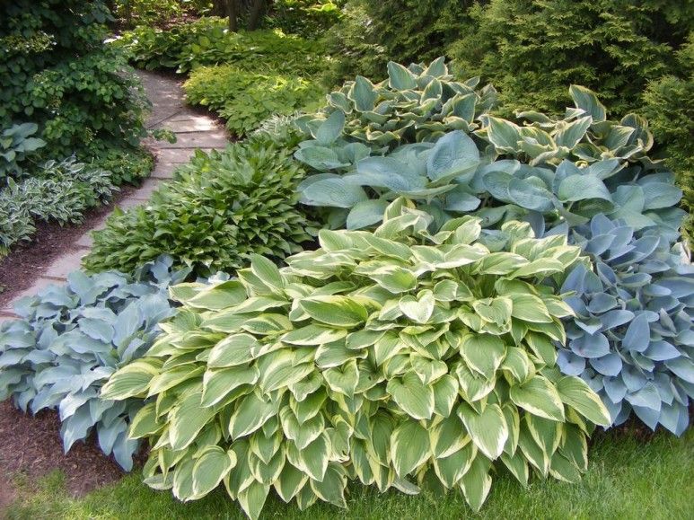 Hosta Garden Ideas
