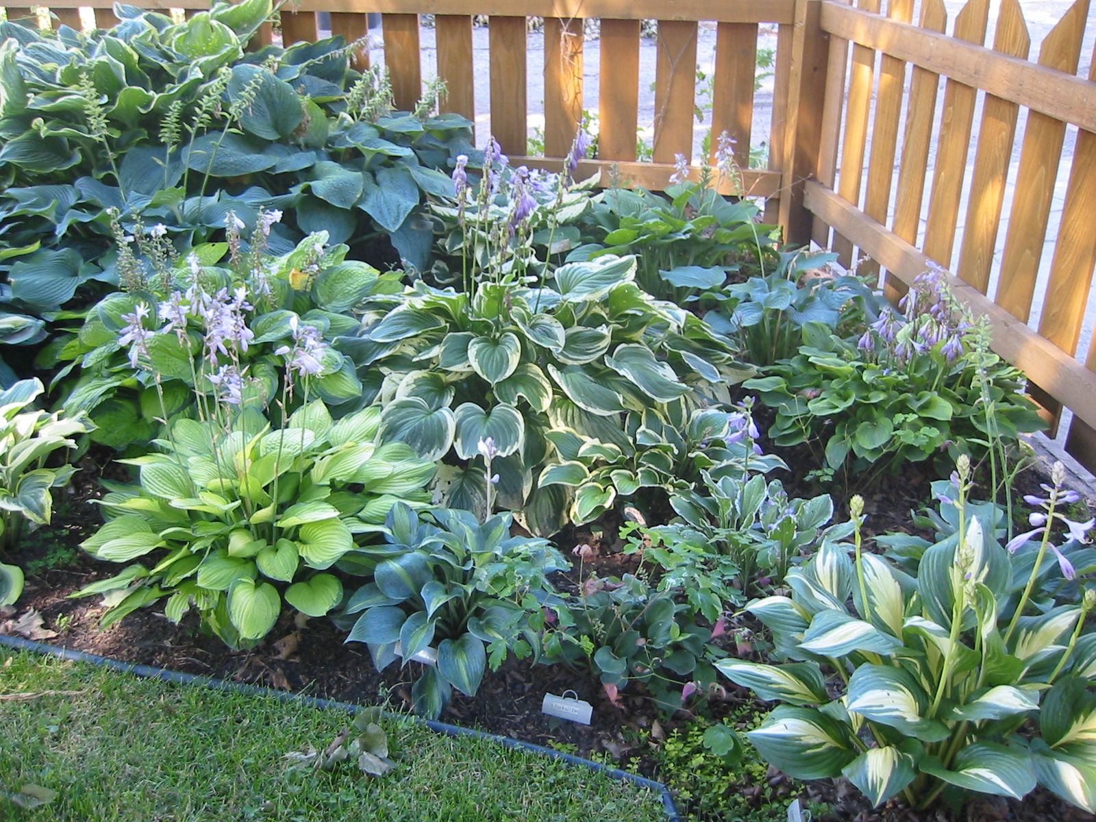 Hosta Garden Plan Garden Ideas