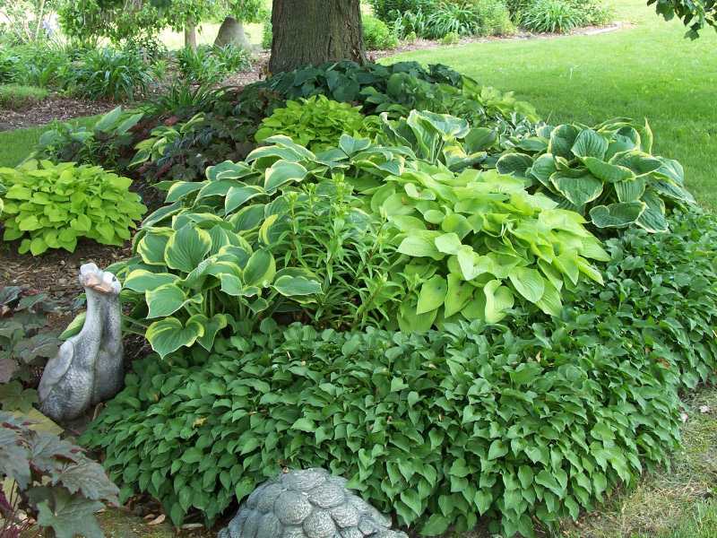 Hosta Garden Serviceberry Tree Shade Plants