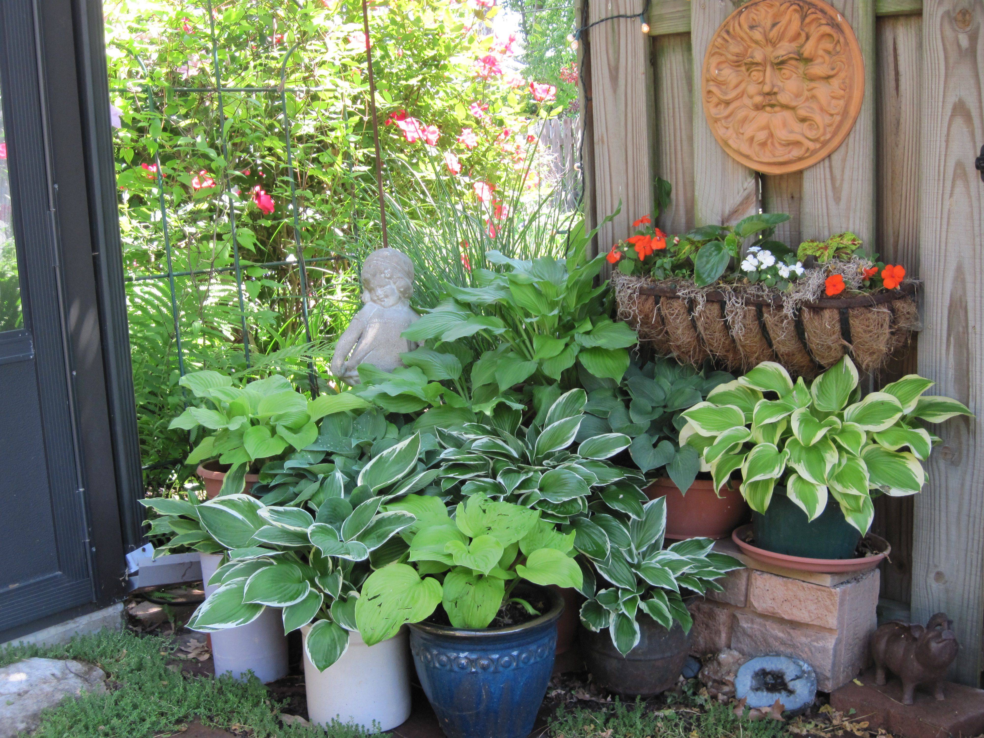 Exceptional Hosta Gardens Hosta Shade Garden Design Rain Garden