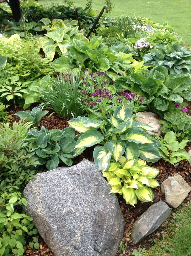 Hosta Shade Garden Front Yard Landscaping Design