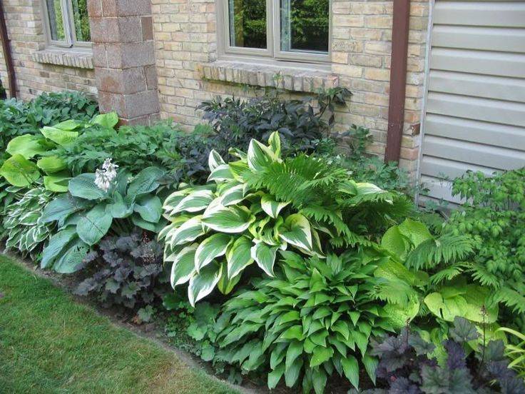 Shade Garden Ideas Hostas Photograph Hosta Gardens