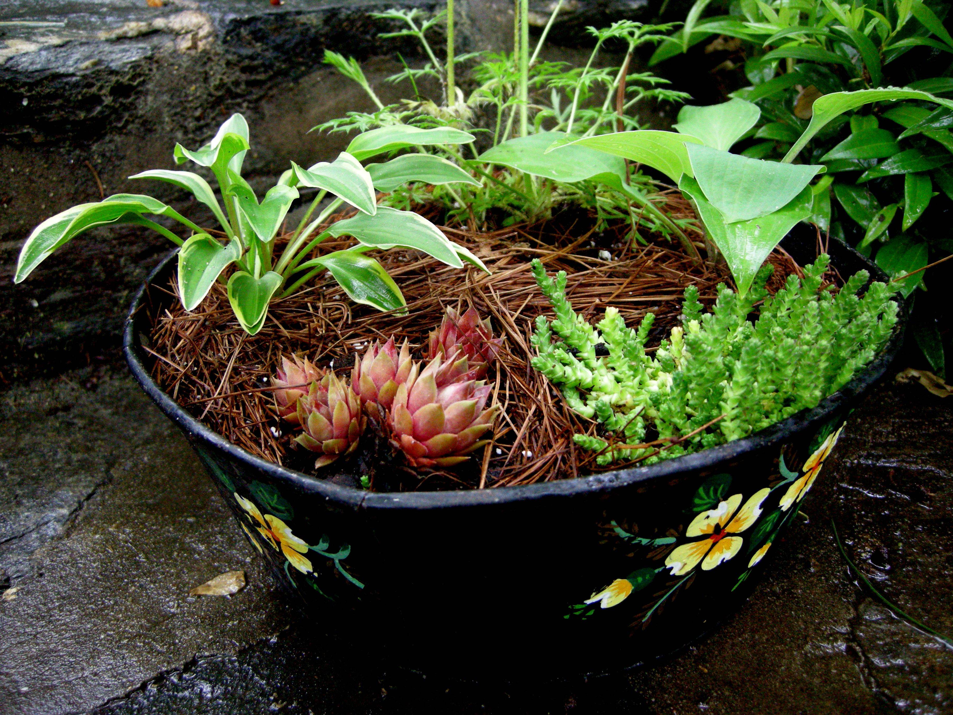 Shade Garden Ideas Hostas Photograph