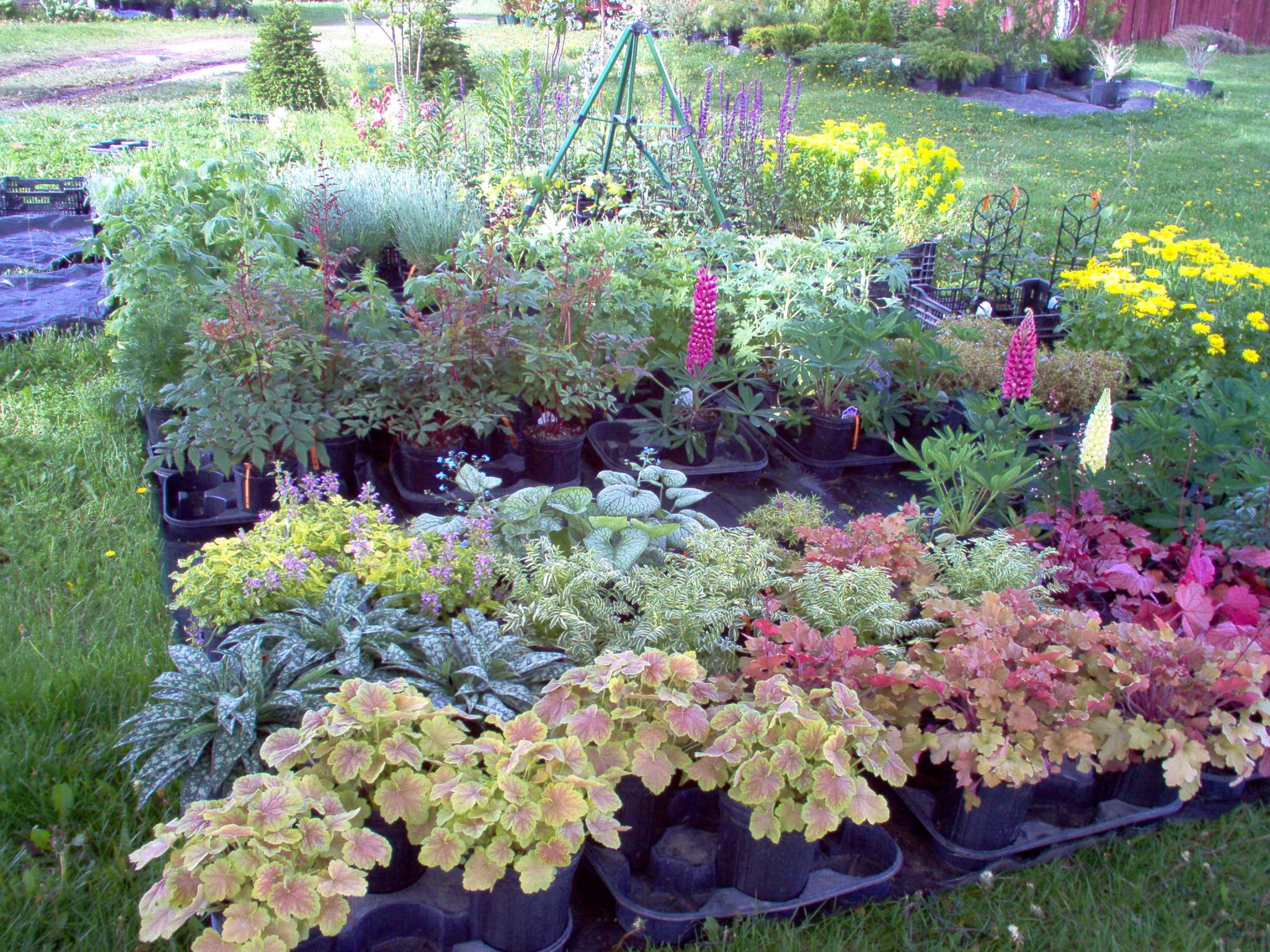 Shade Garden Design Ideas