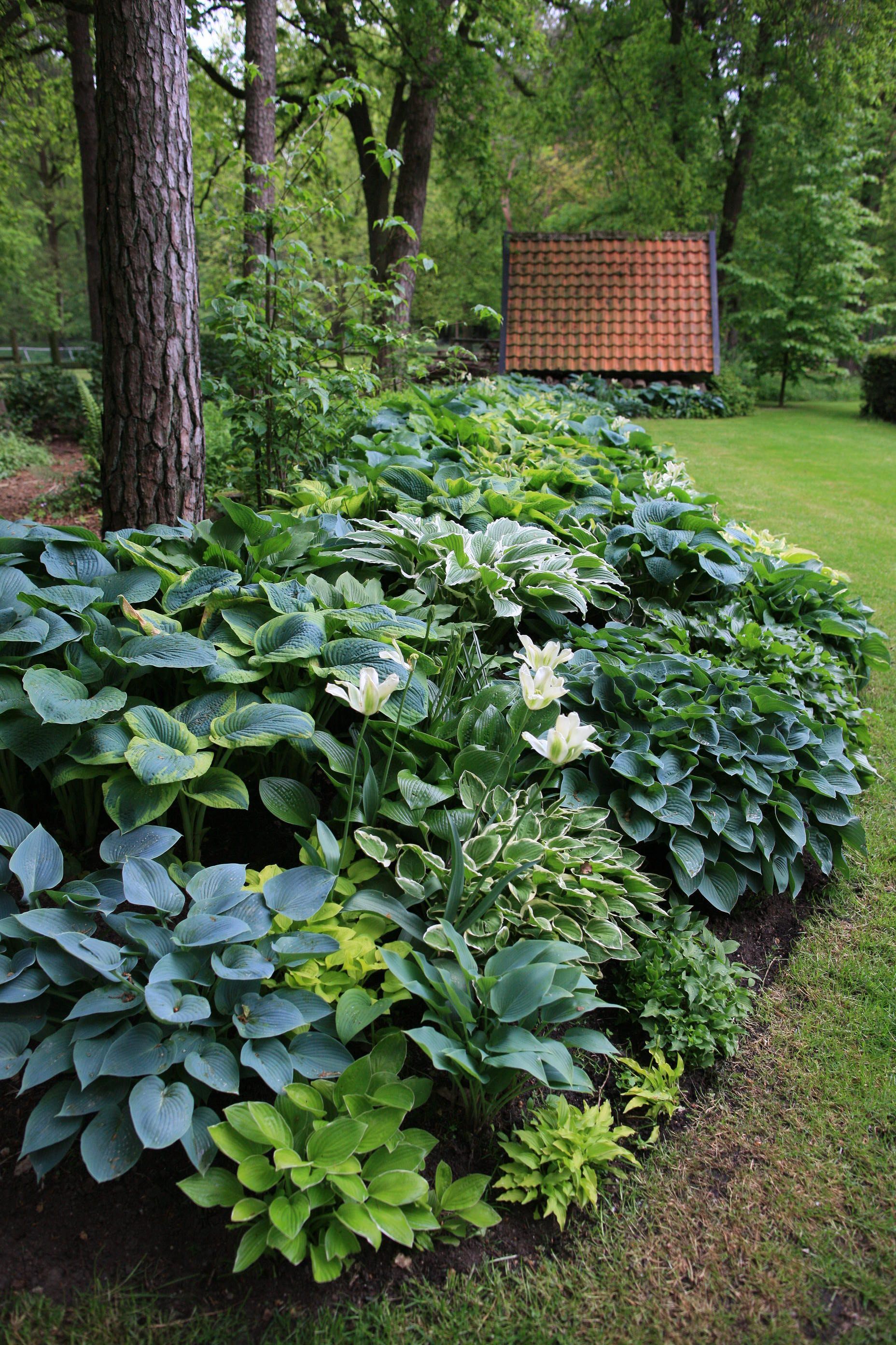 Shady Corner Landscaping Ideas