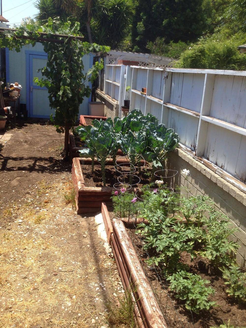 Gardening Vegetable Garden