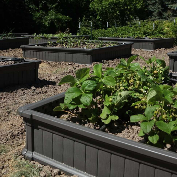 Best Raised Garden Bed Kits To Buy Bed Gardening