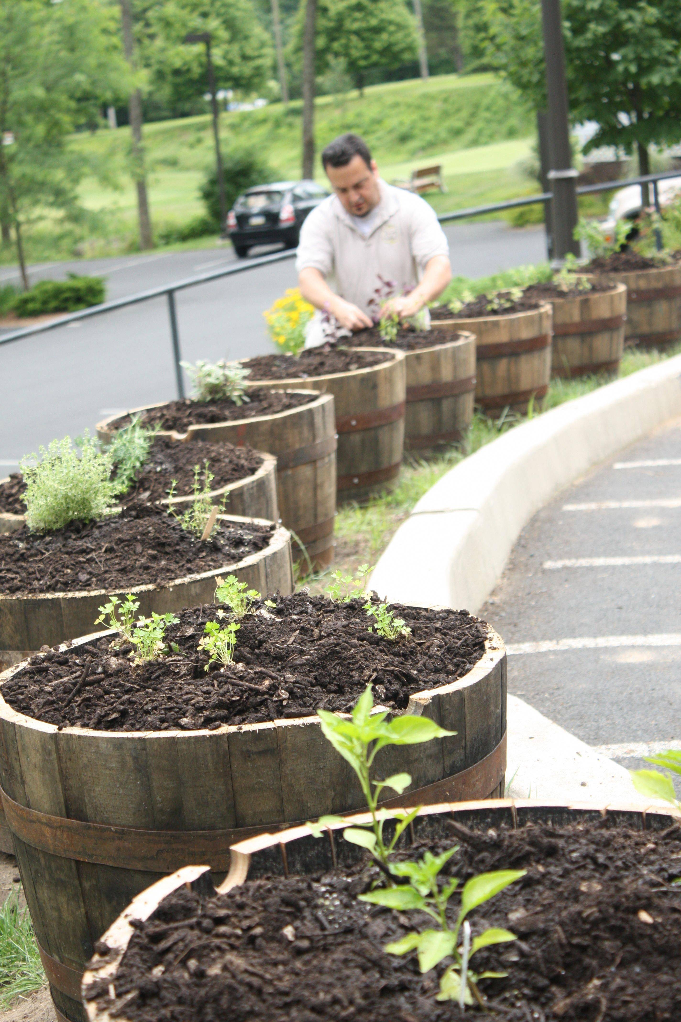 Backyard Vegetable Gardens