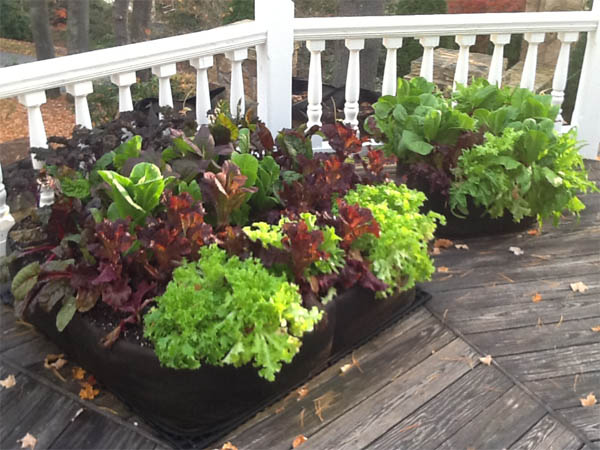Backyard Organic Container Vegetable Garden Perfect