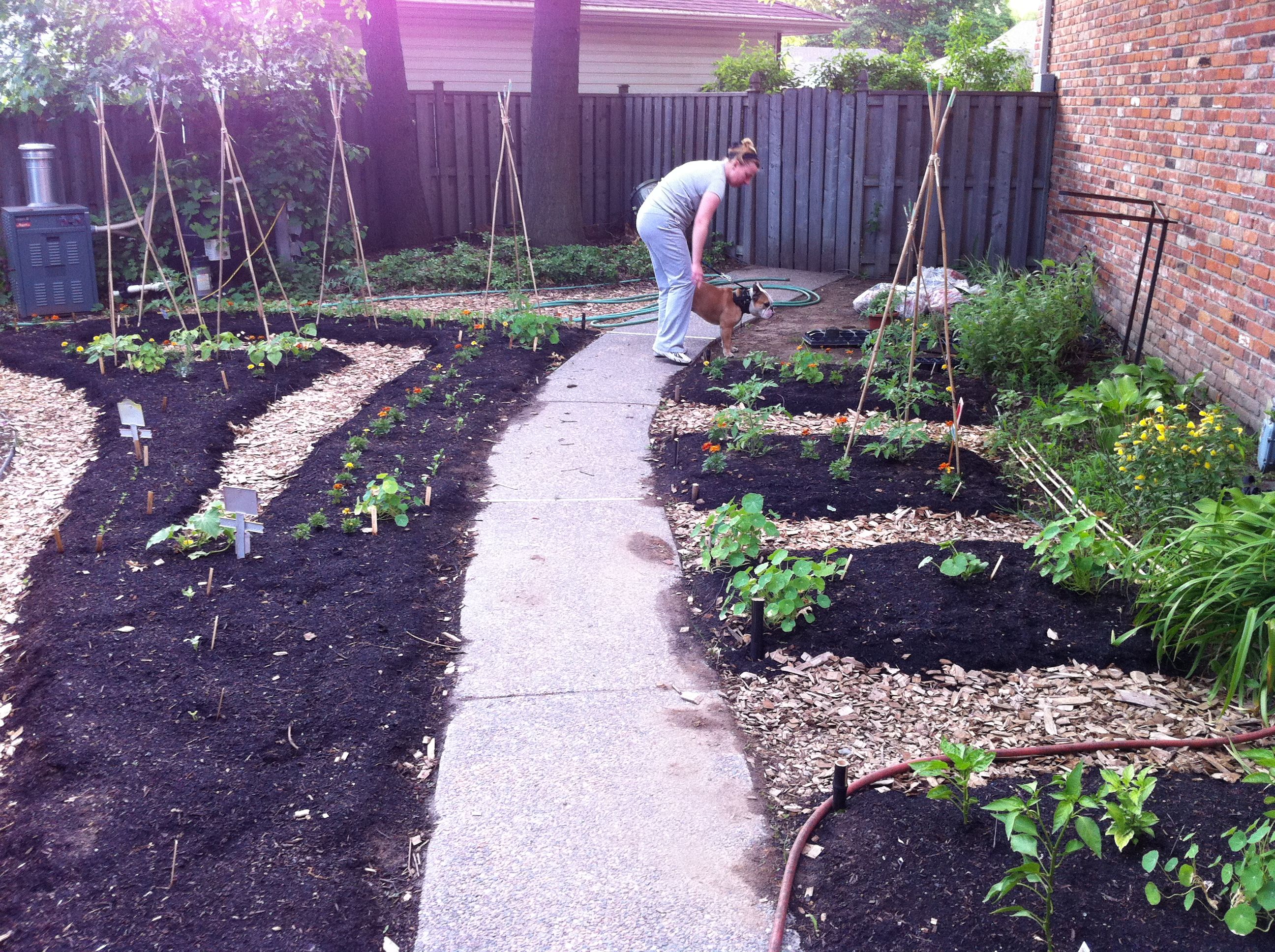 Organic Vegetable Container Garden