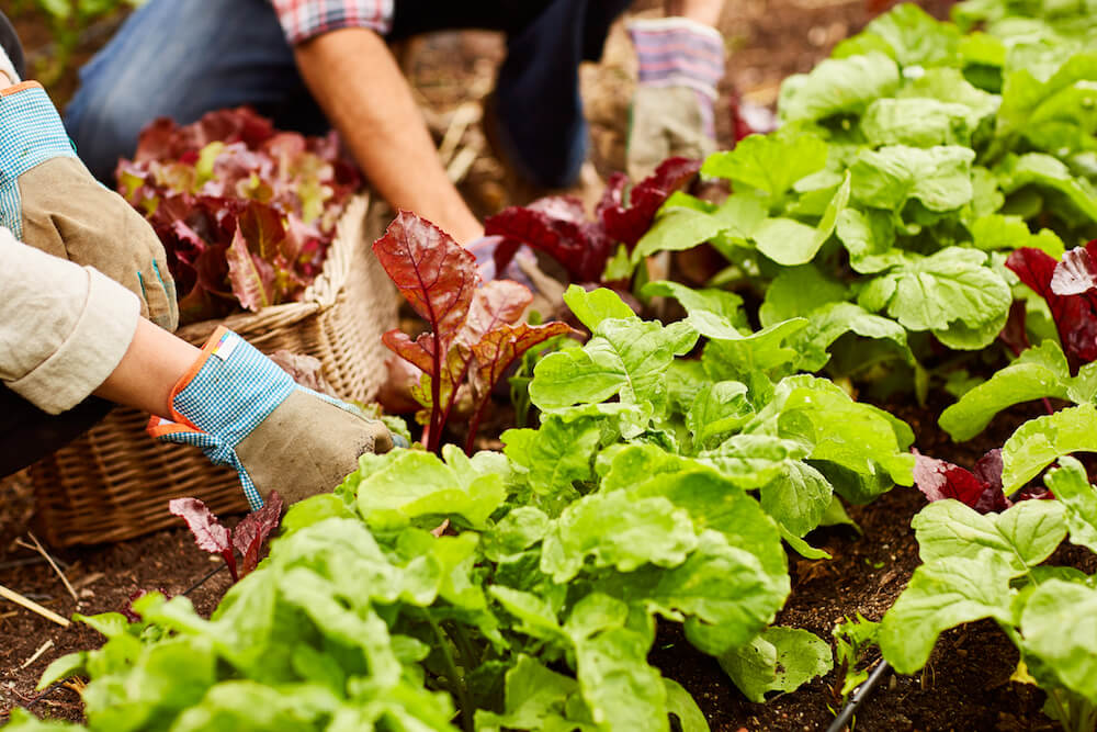 Organic Vegetable Container Garden