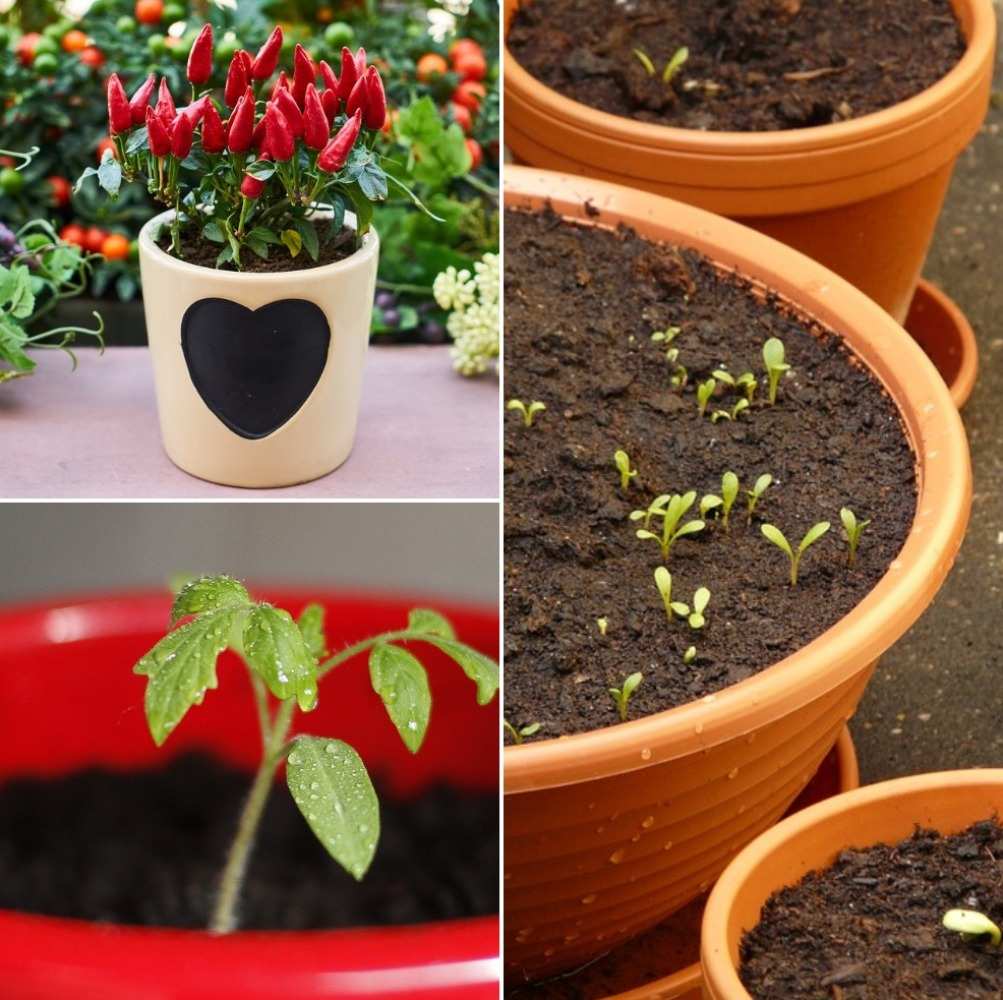 An Organic Vegetable Garden