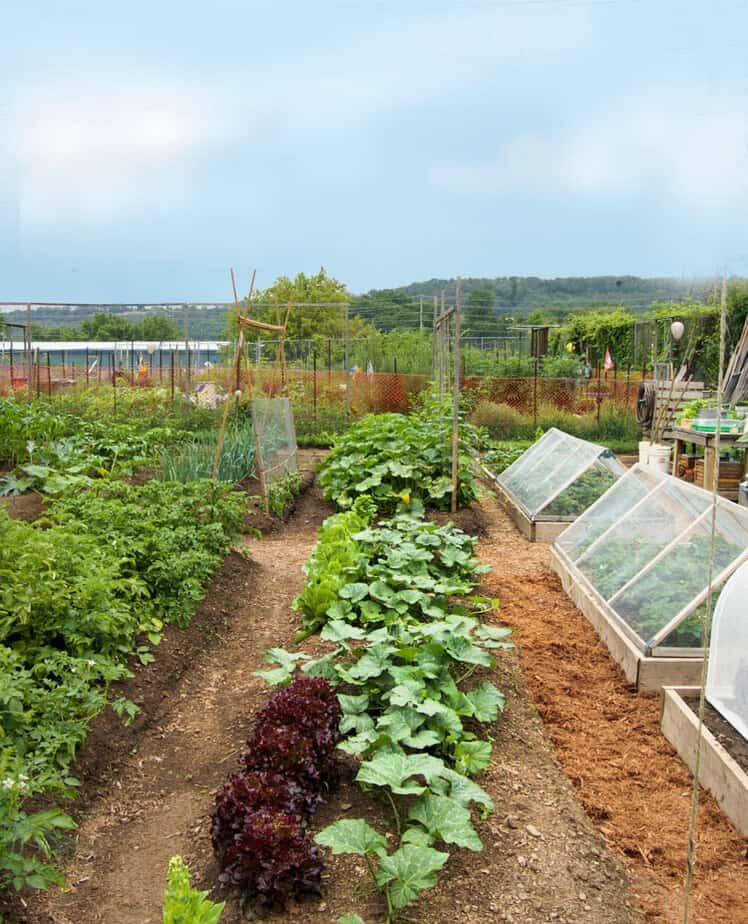 Our Small Organic Garden