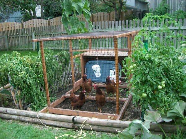 Vegetable Garden Fence Chicken Wire Interior