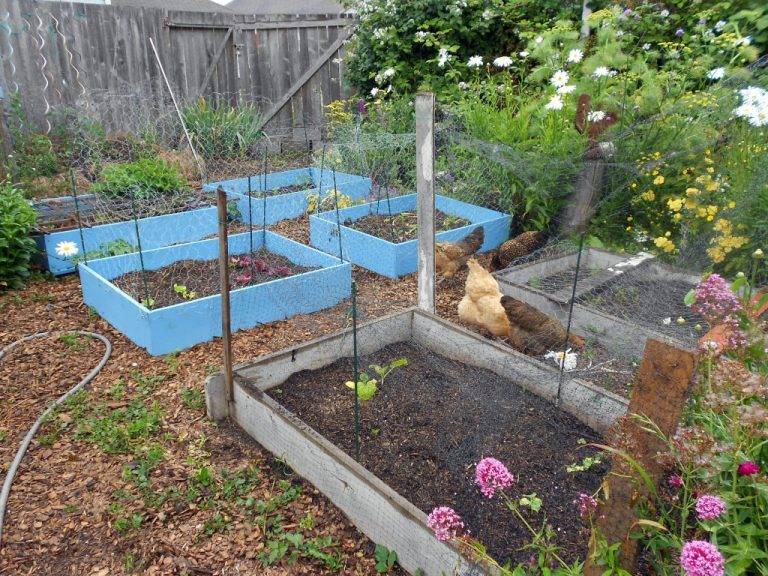 Backyard Garden Chicken Coop Garden Design