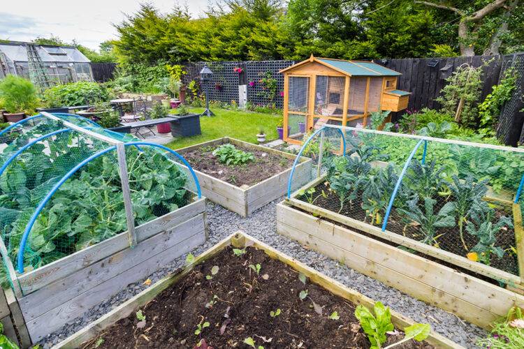 Strawberry Net Vegetable Garden