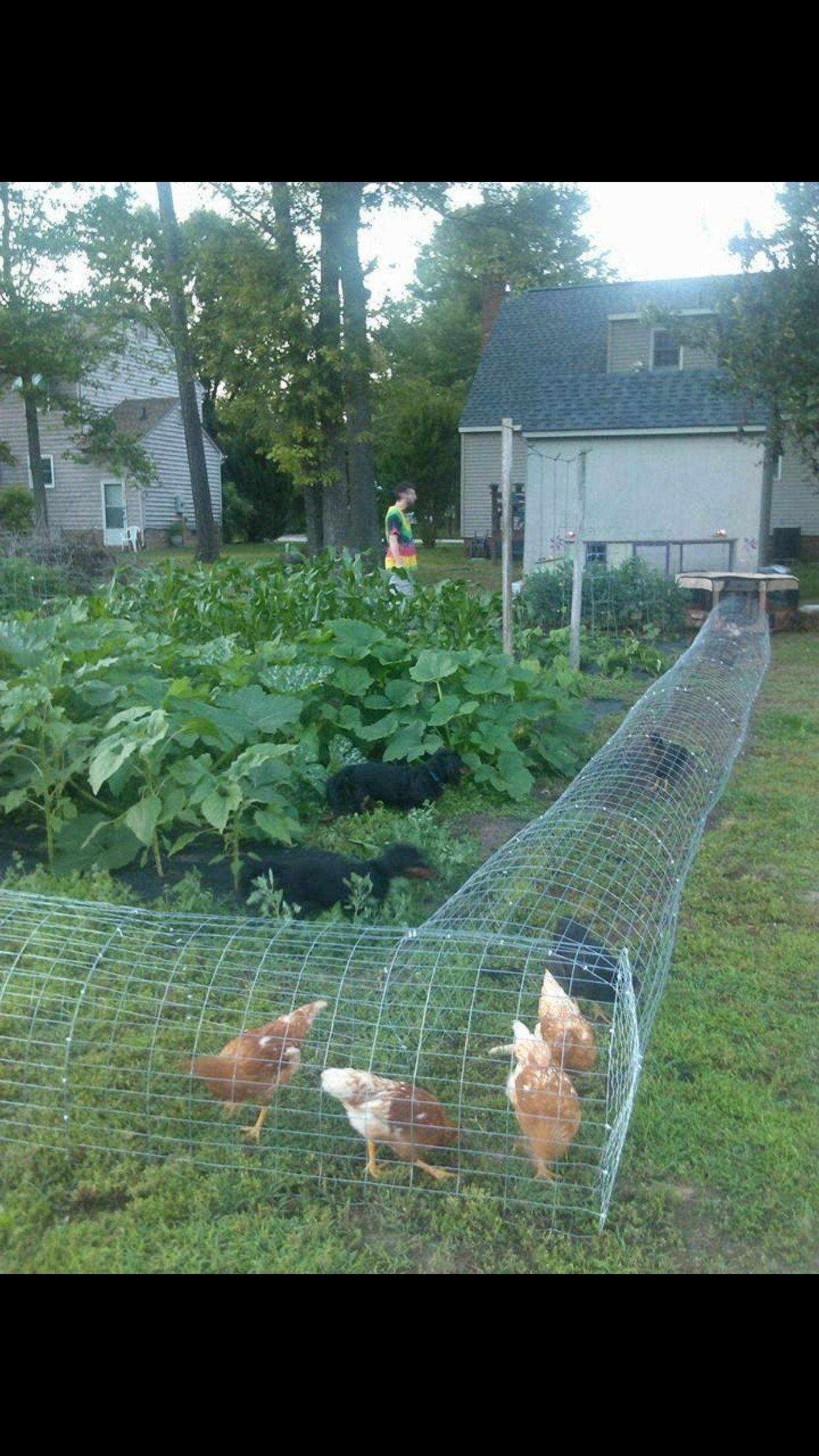 The Urban Farmer Feature Vegetable Garden Chicken Coop Salisbury
