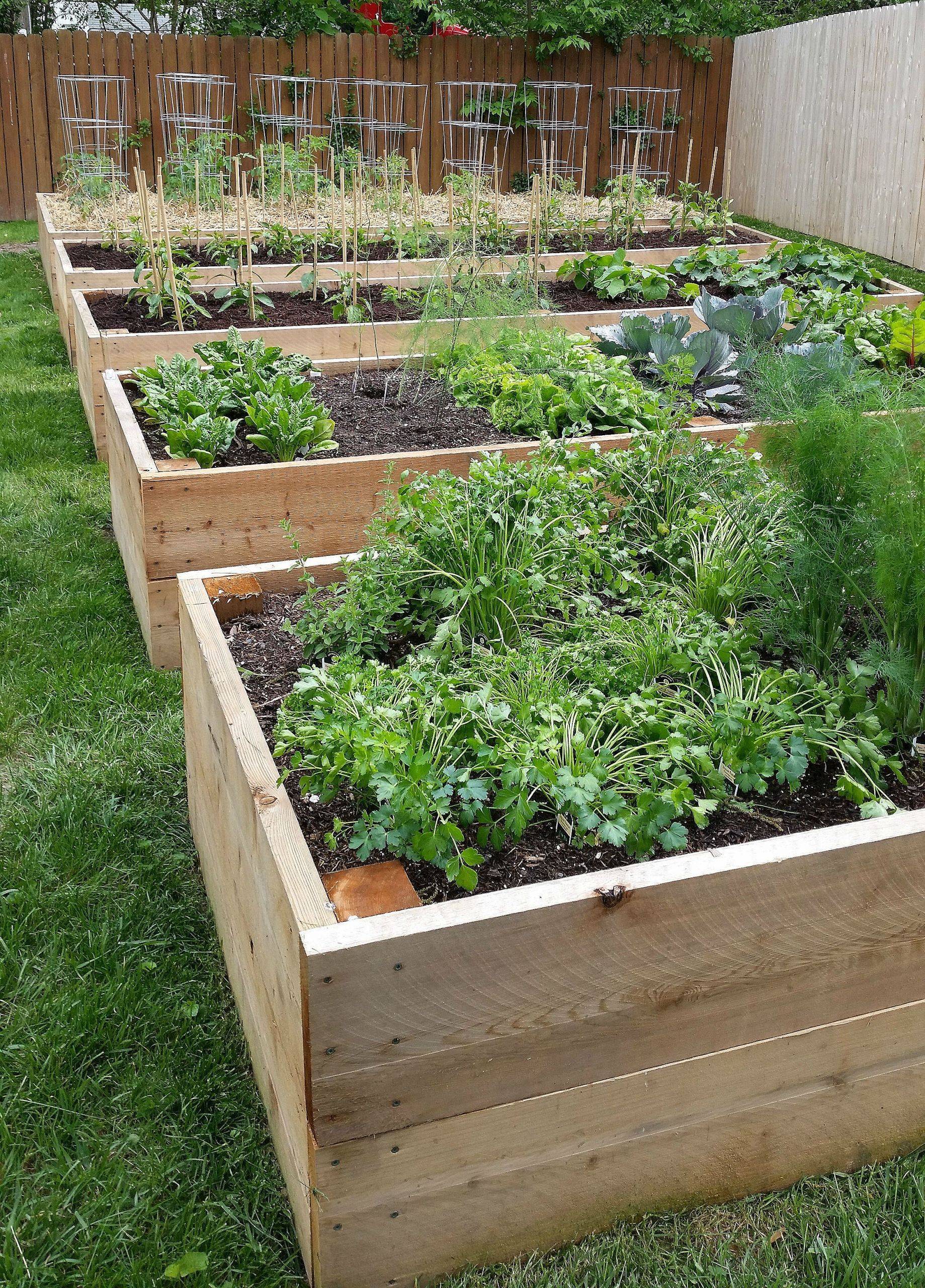 Our First Vegetable Garden