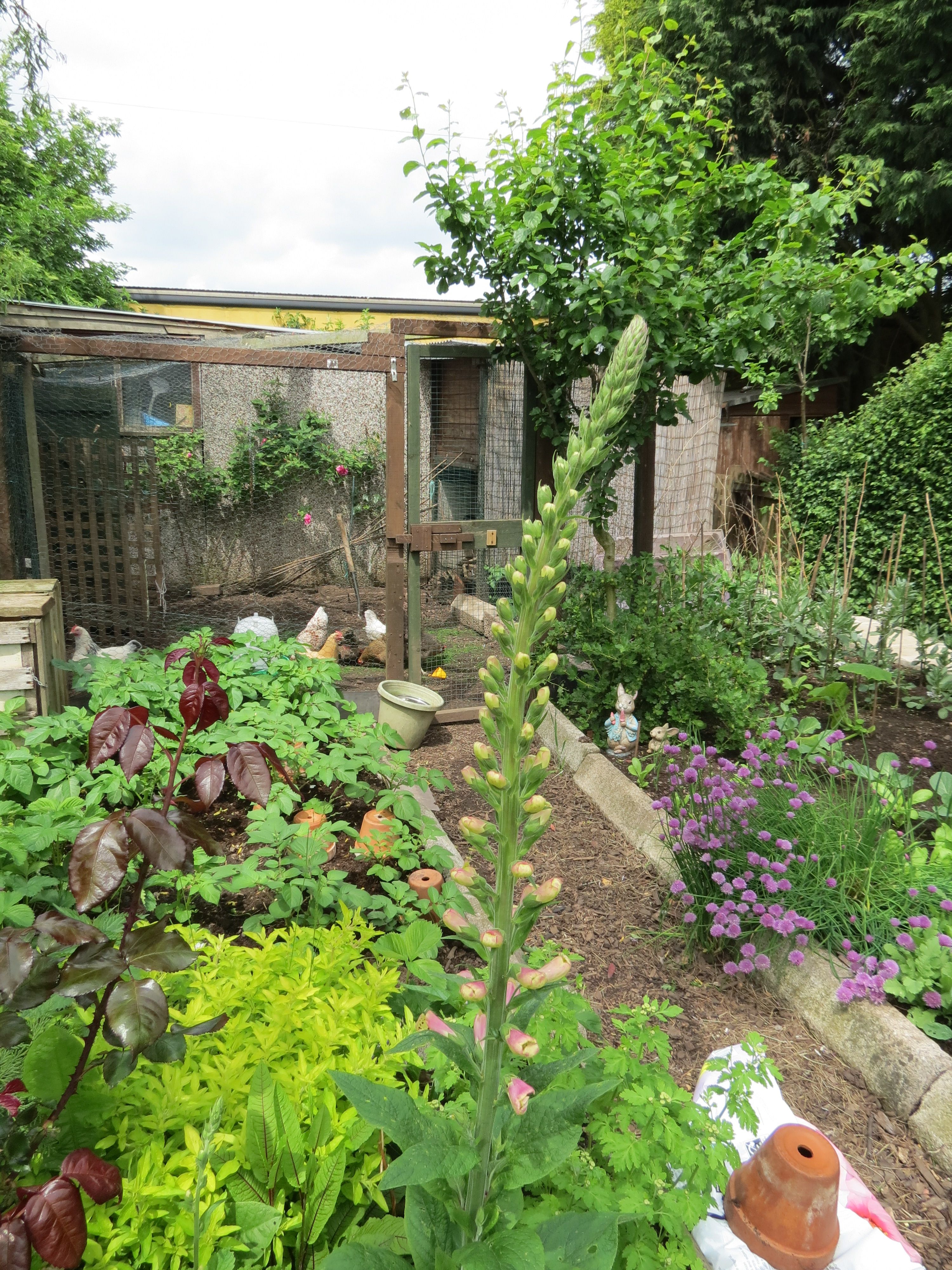 Vegetable Garden Design