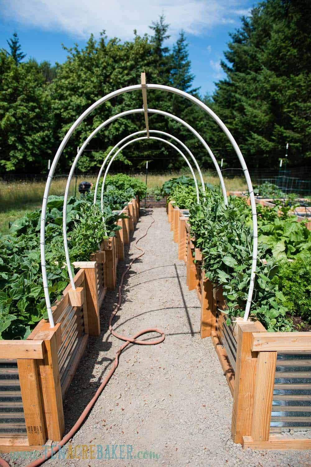 Vegetable Garden Trellis Ideas Simphome