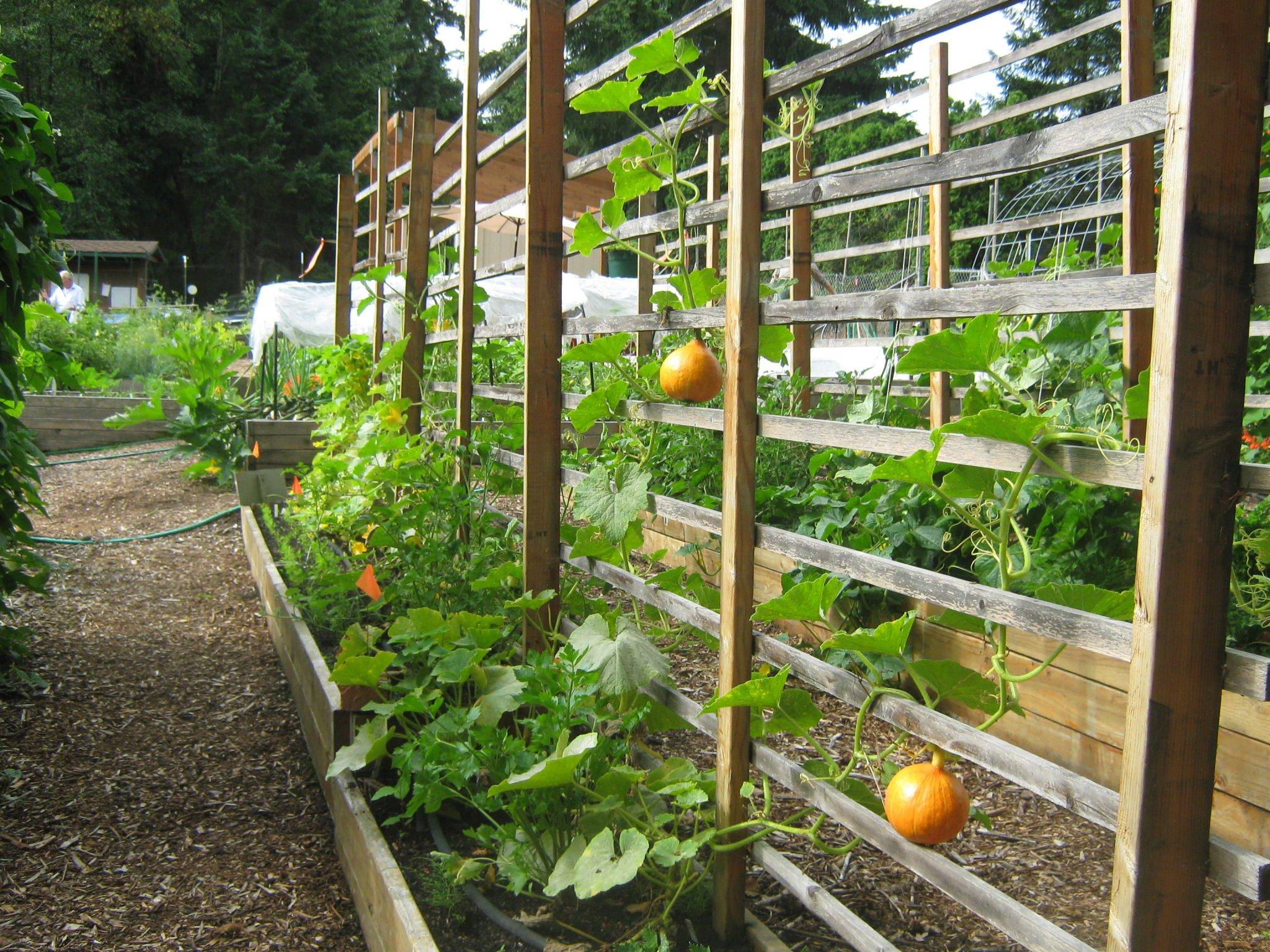 Easy Diy Cucumber Trellis Ideas