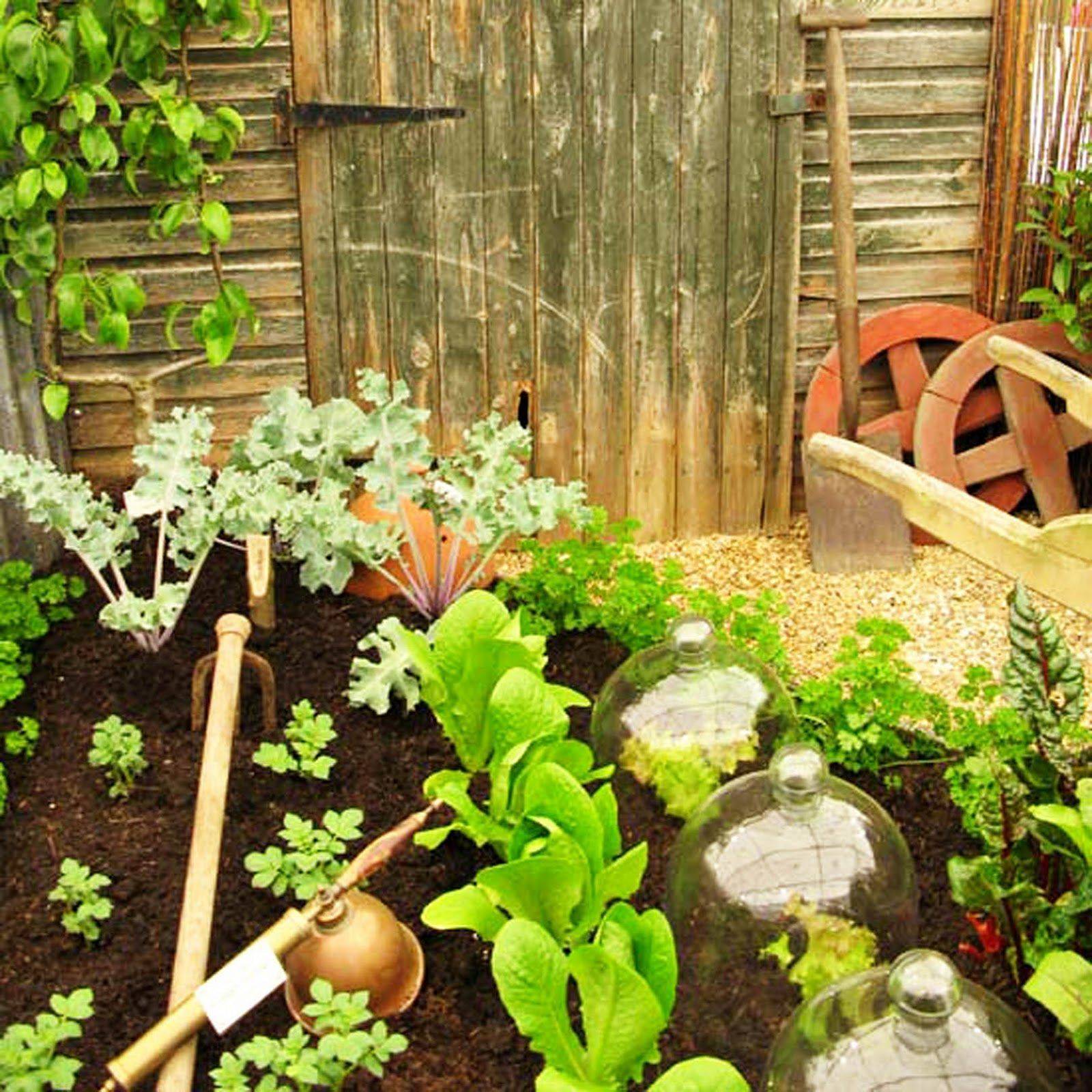 Inspiring Small Vegetable Garden Ideas