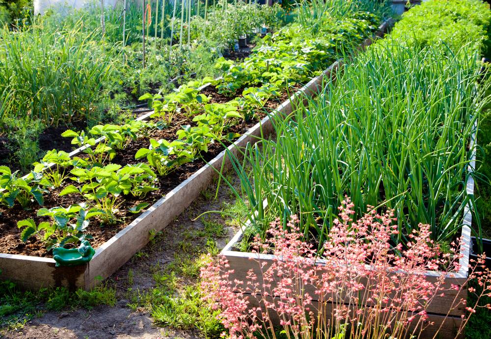 Growing A Vegetable Garden