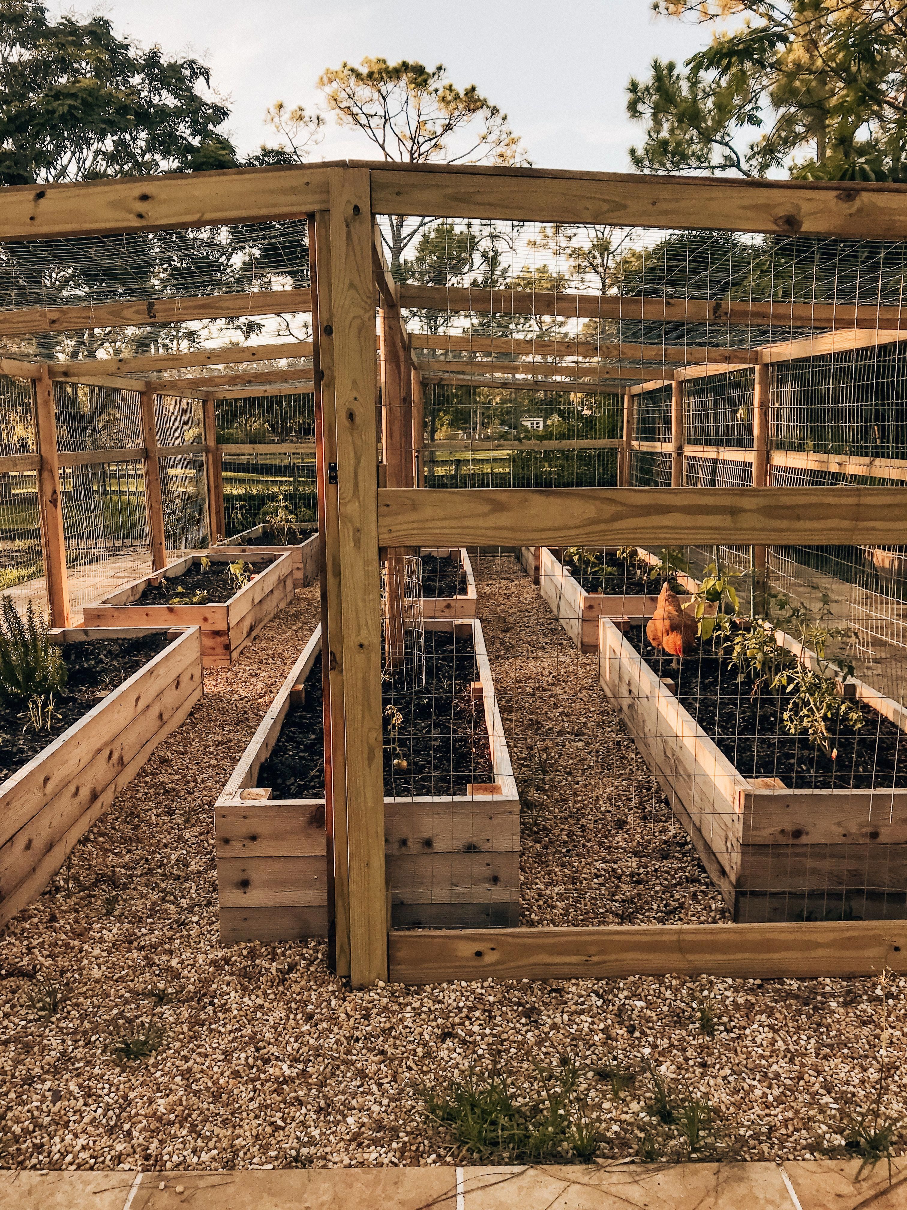 Raised Vegetable Garden Beds