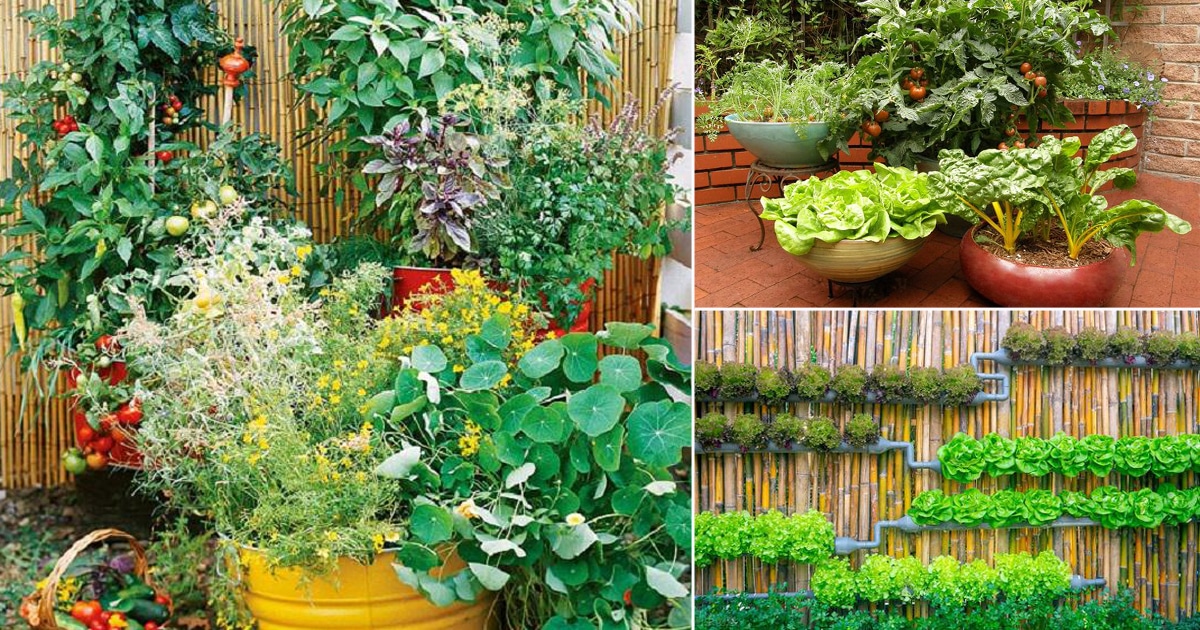 Stunning Container Vegetable Garden Design Ideas