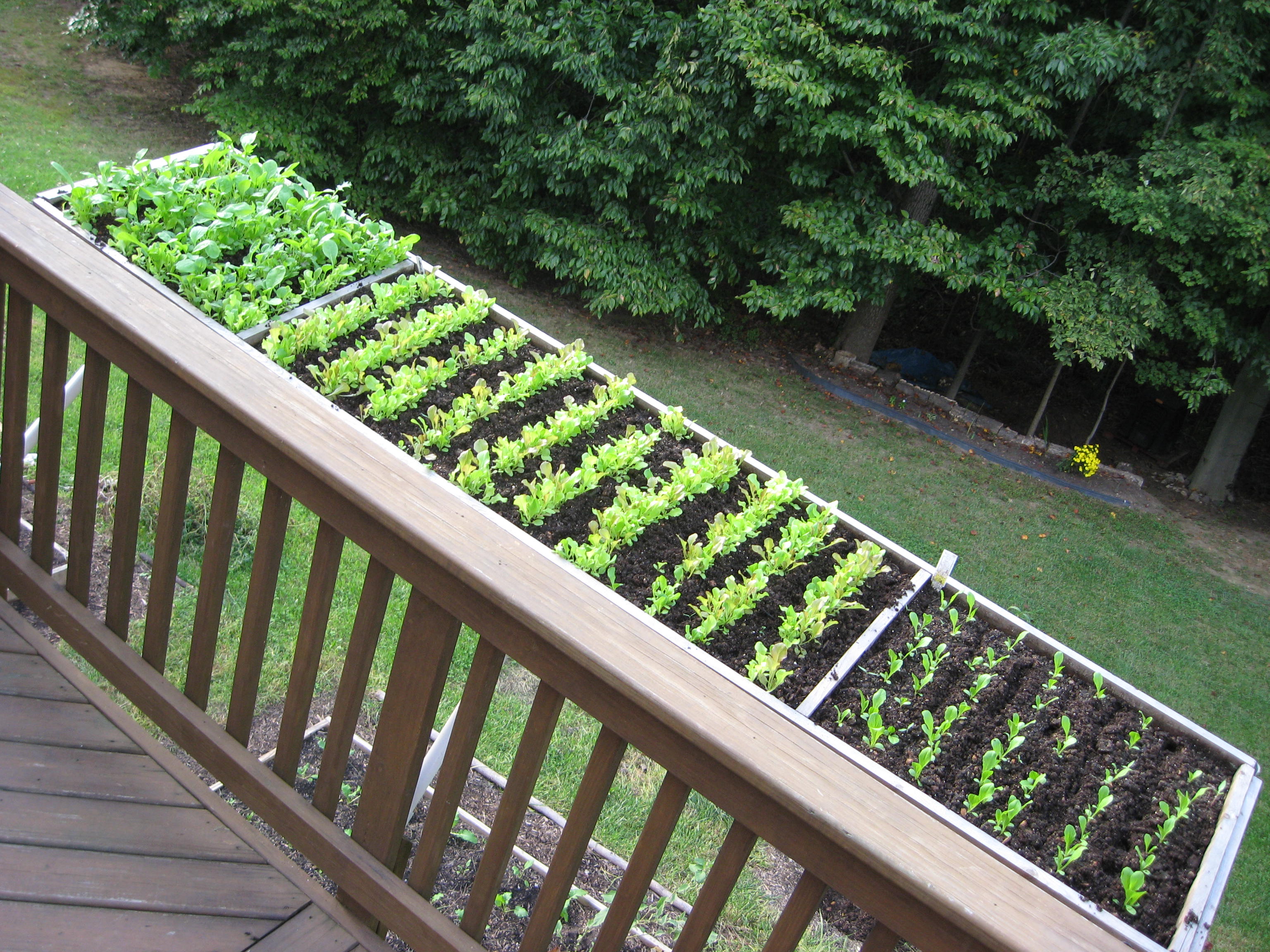 Backyard Organic Container Vegetable Garden Perfect
