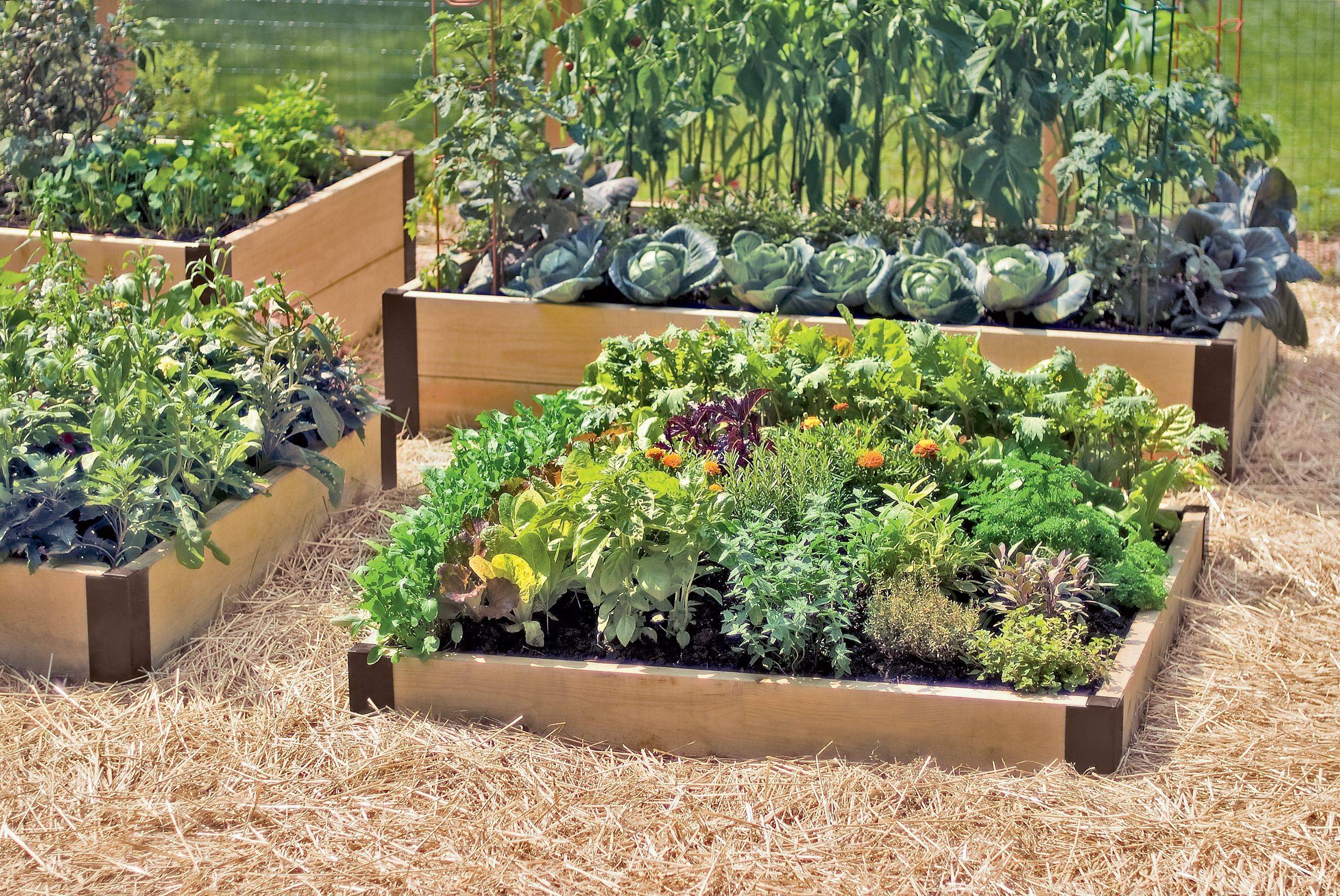 Inspiring Raised Garden Beds Best