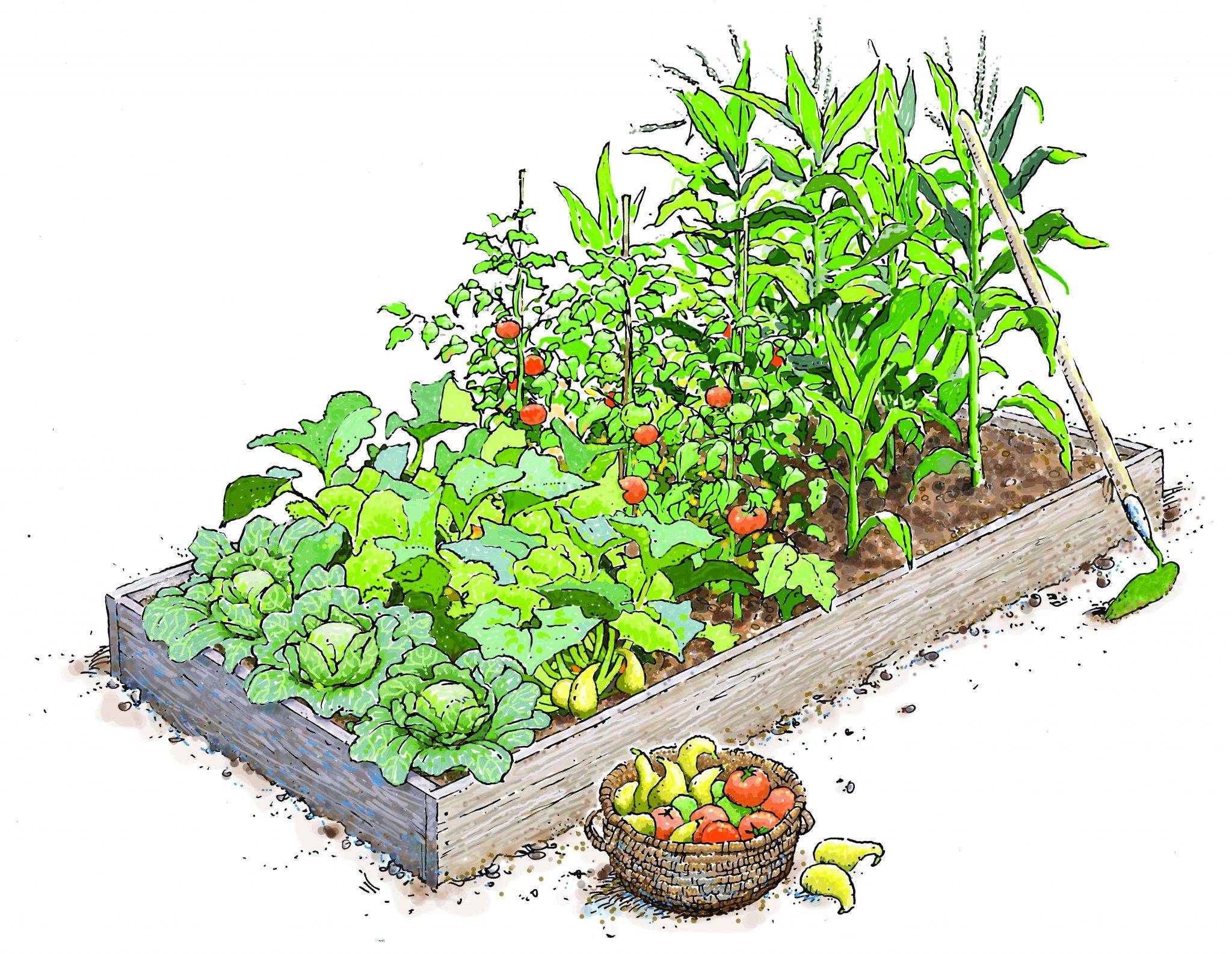 X Raised Bed Vegetable Garden Layout Ideas