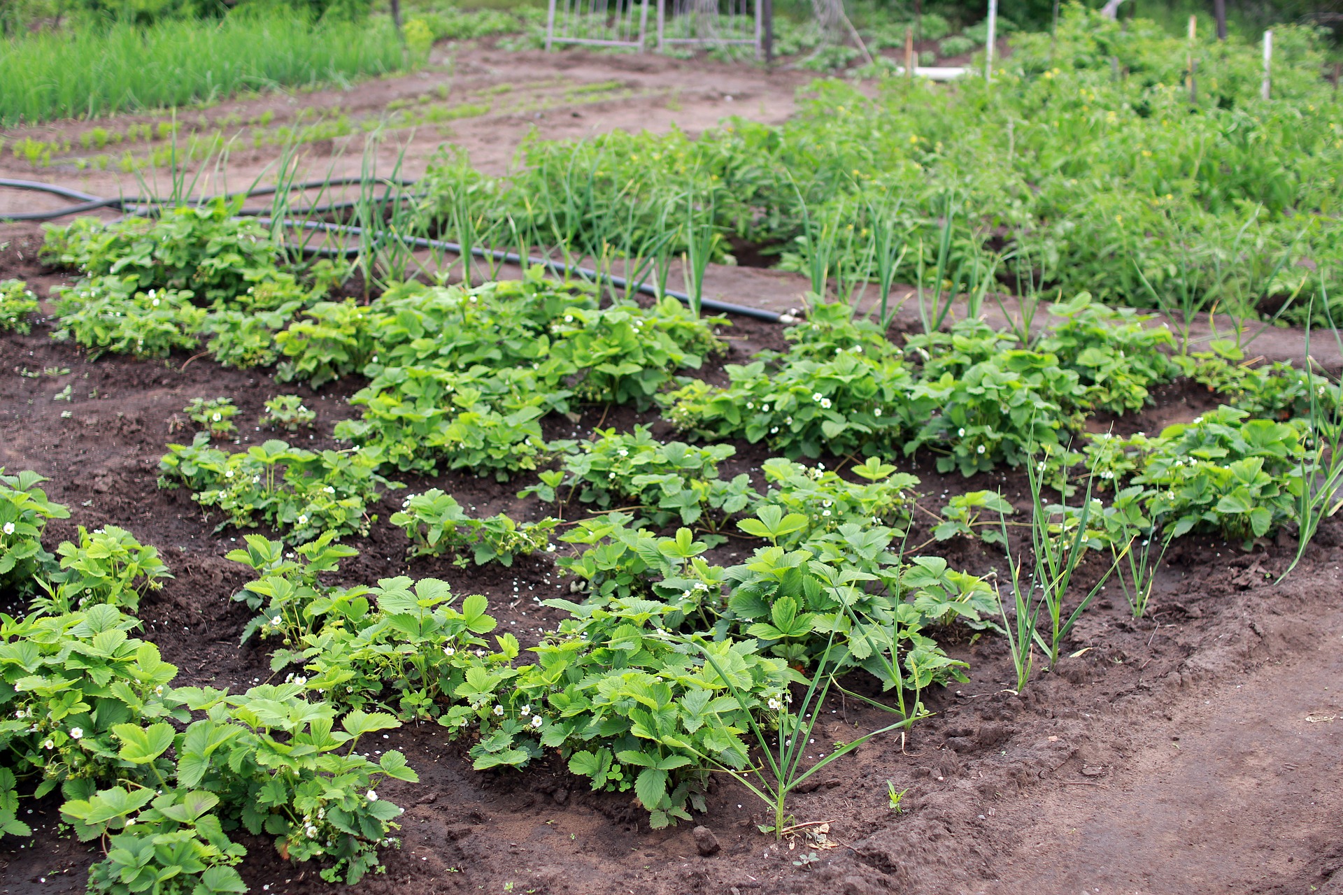 Easy Vegetable Garden Layout Ideas