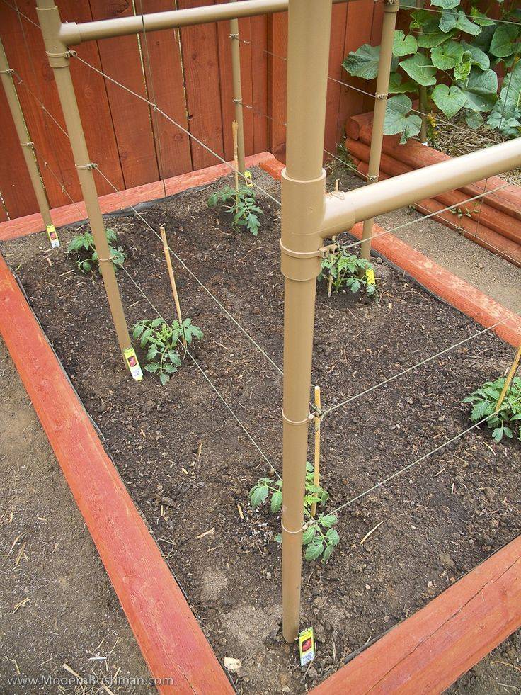 Vegetable Beds Tomato Trellis