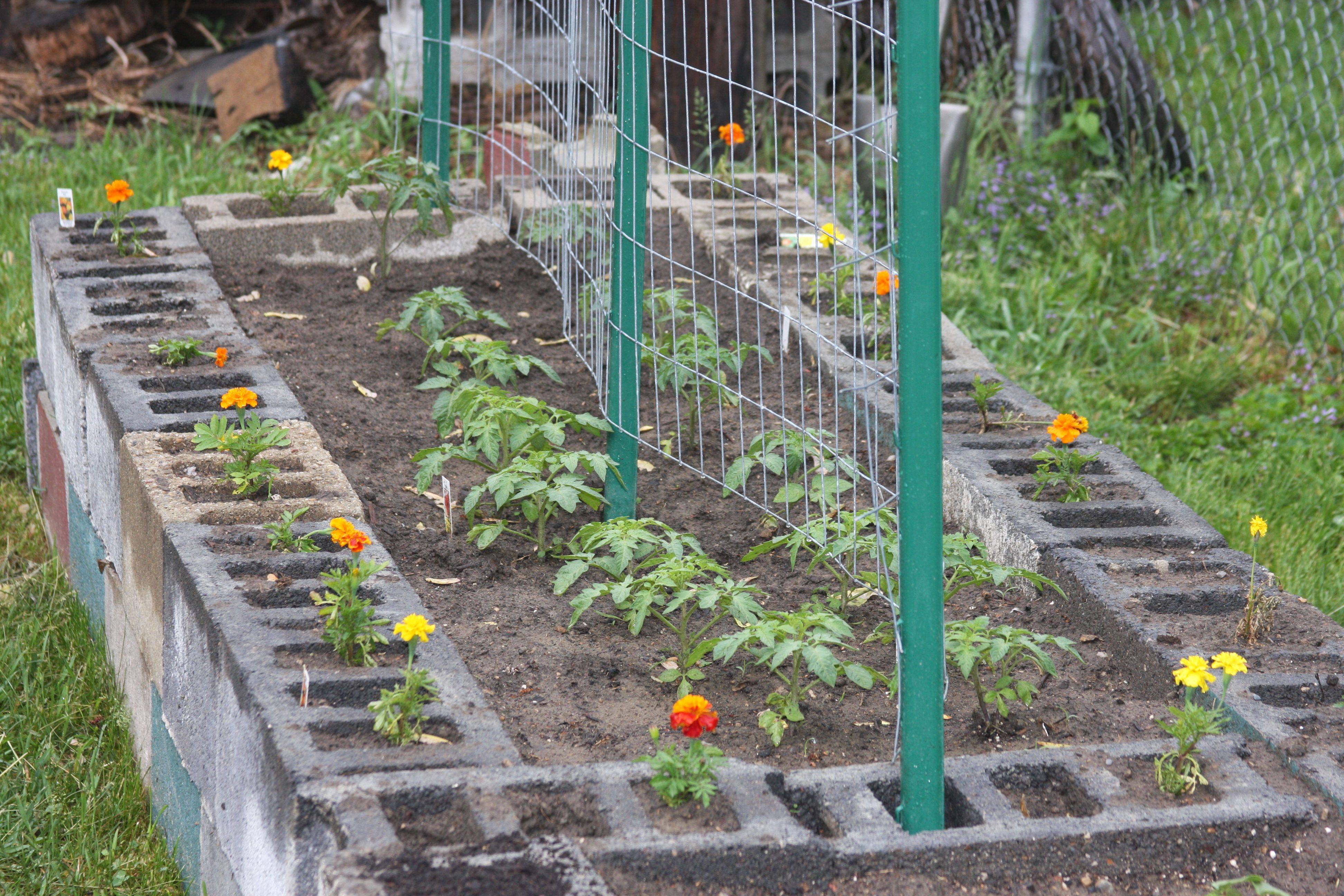 Tomato Plants