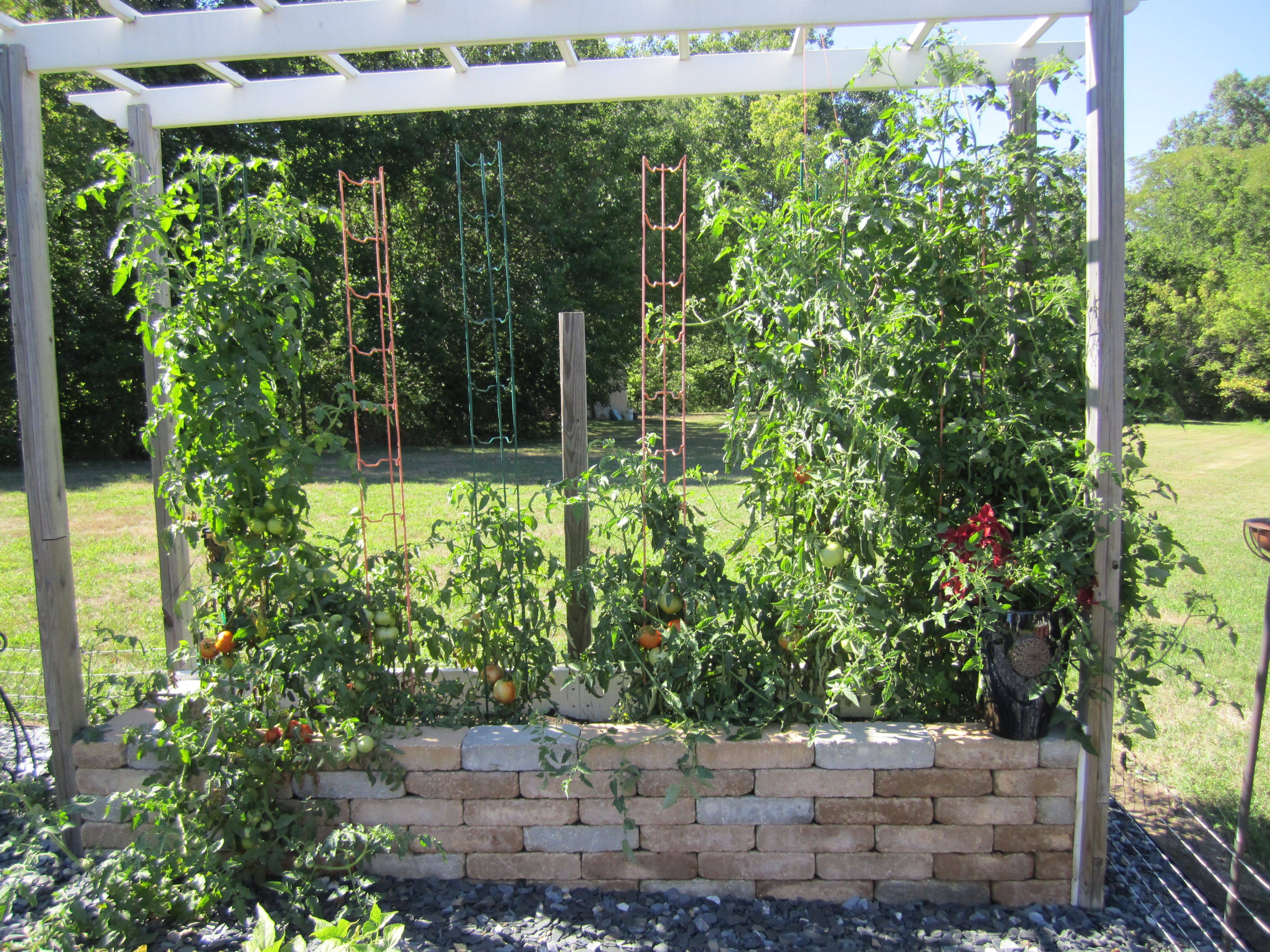 Garden Update Tomato Trellis