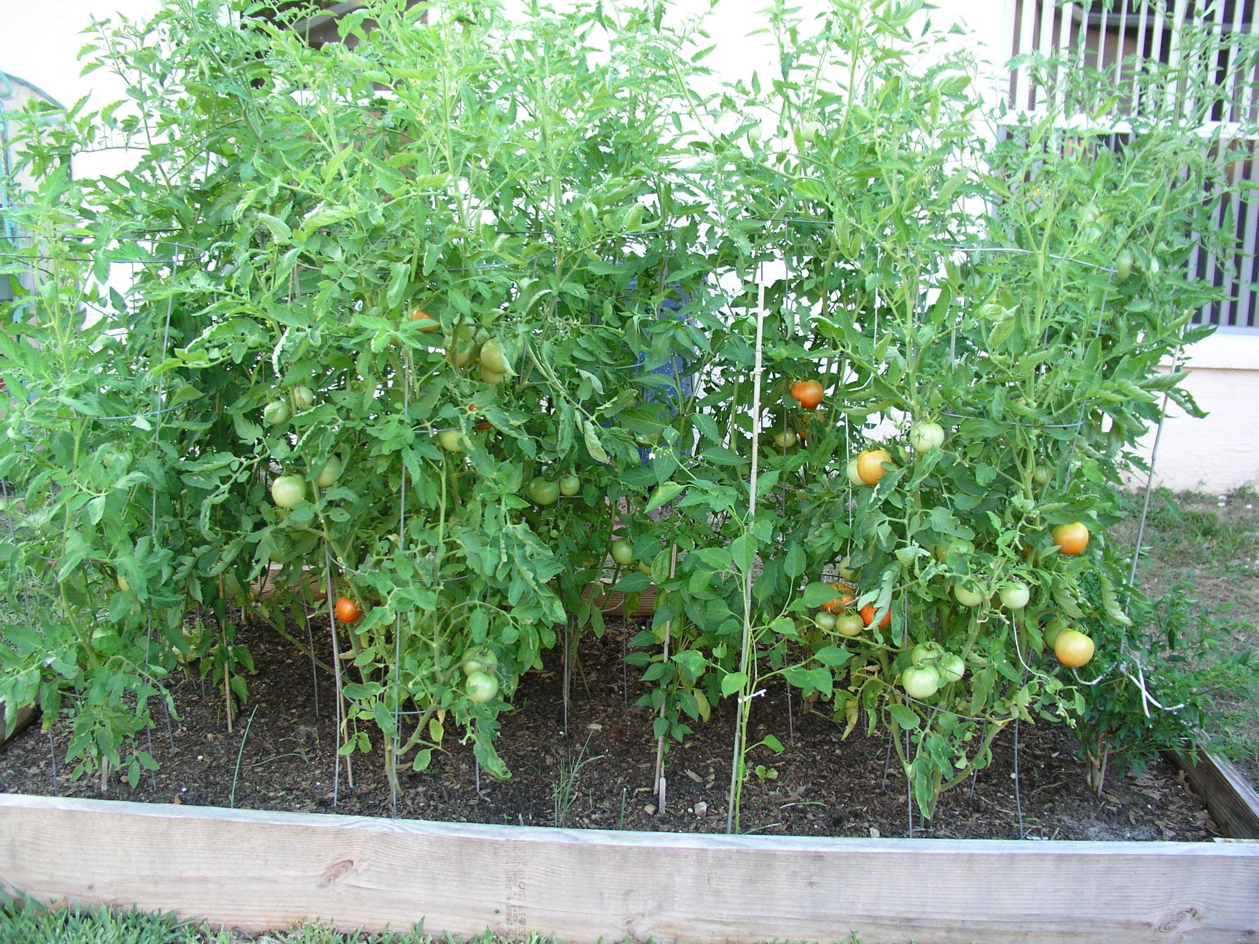 My Vegetable Garden Part Tomato Garden